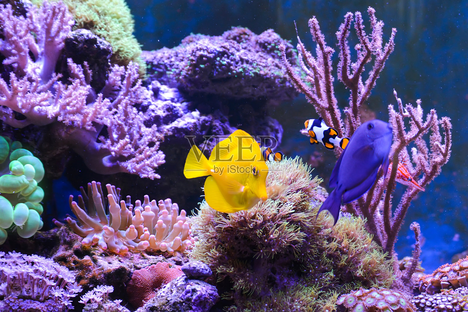 珊瑚礁水箱，海洋水族馆。照片摄影图片