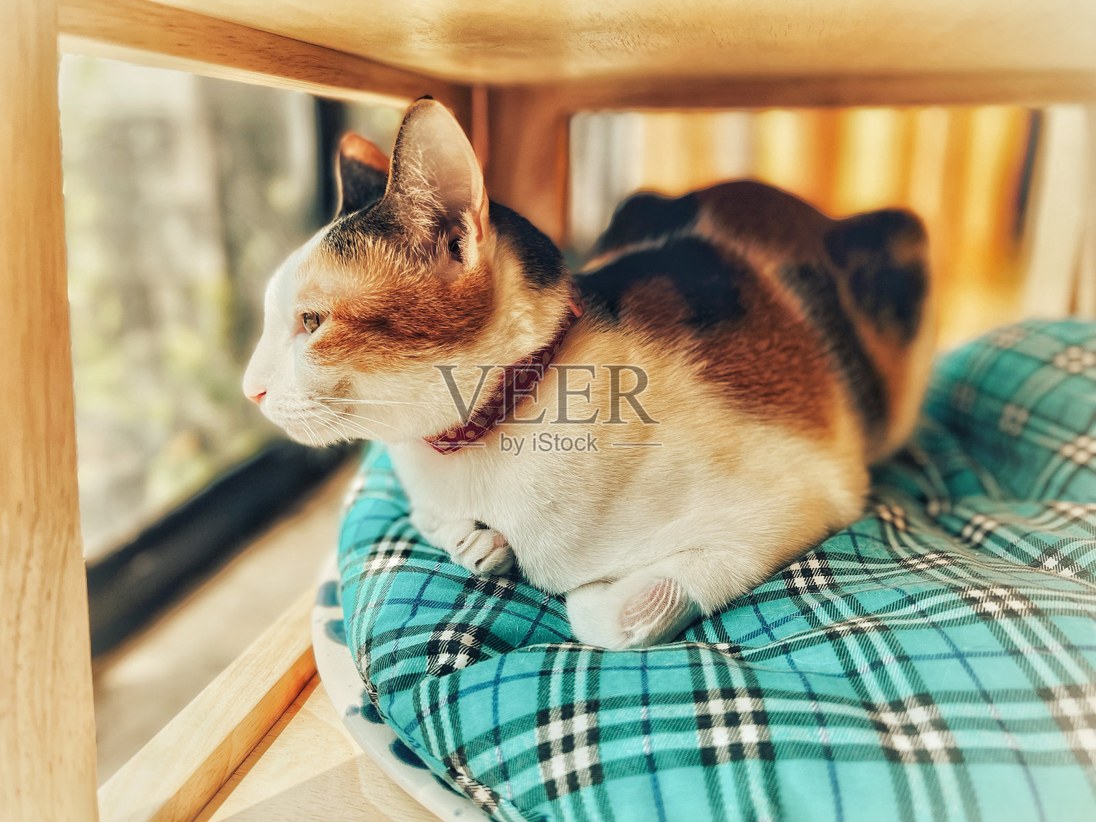 一只猫照片摄影图片