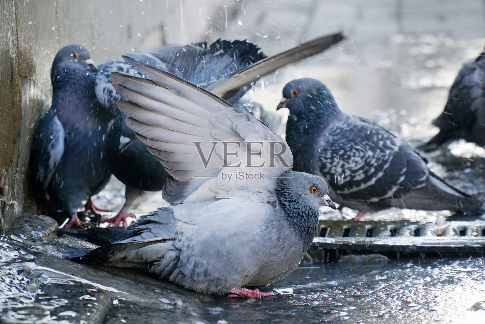 鸽子在水坑里洗澡照片摄影图片