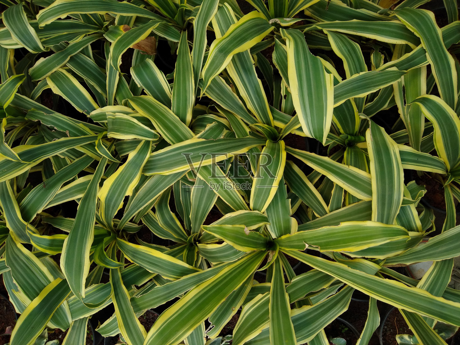 龙血树反射或印度之歌的植物在花园里，近距离观赏照片摄影图片