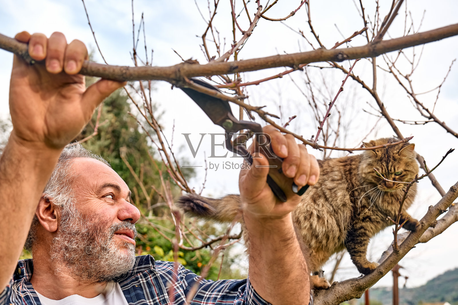 季节性修剪树木。成熟的长着胡子的园丁用剪子剪树，毛茸茸的猫在果园的树上走。照料花园。减少树枝。春天的园艺。照片摄影图片
