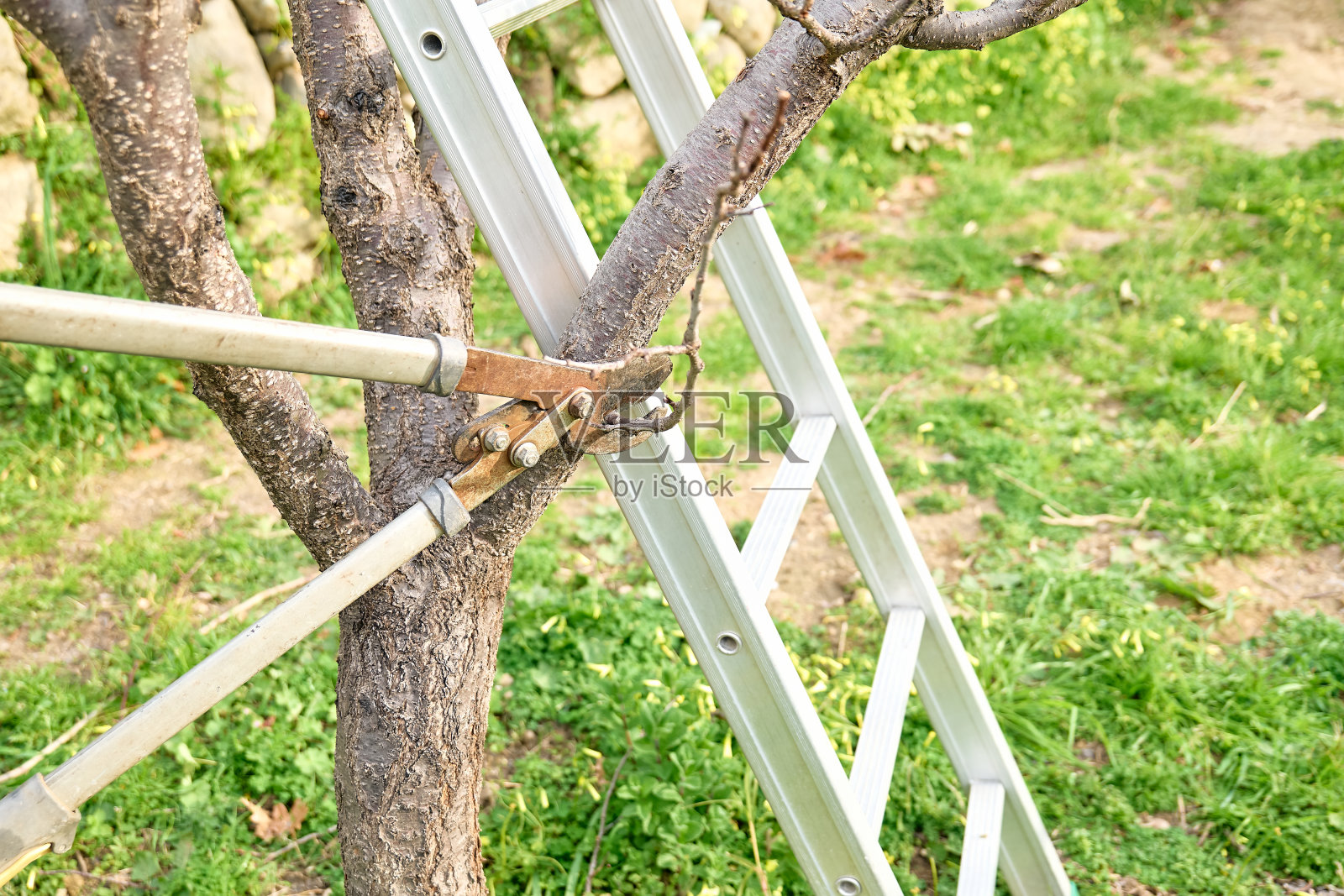 用长剪在果园内对果树进行季节性修剪。照料花园。春天的园艺。照片摄影图片