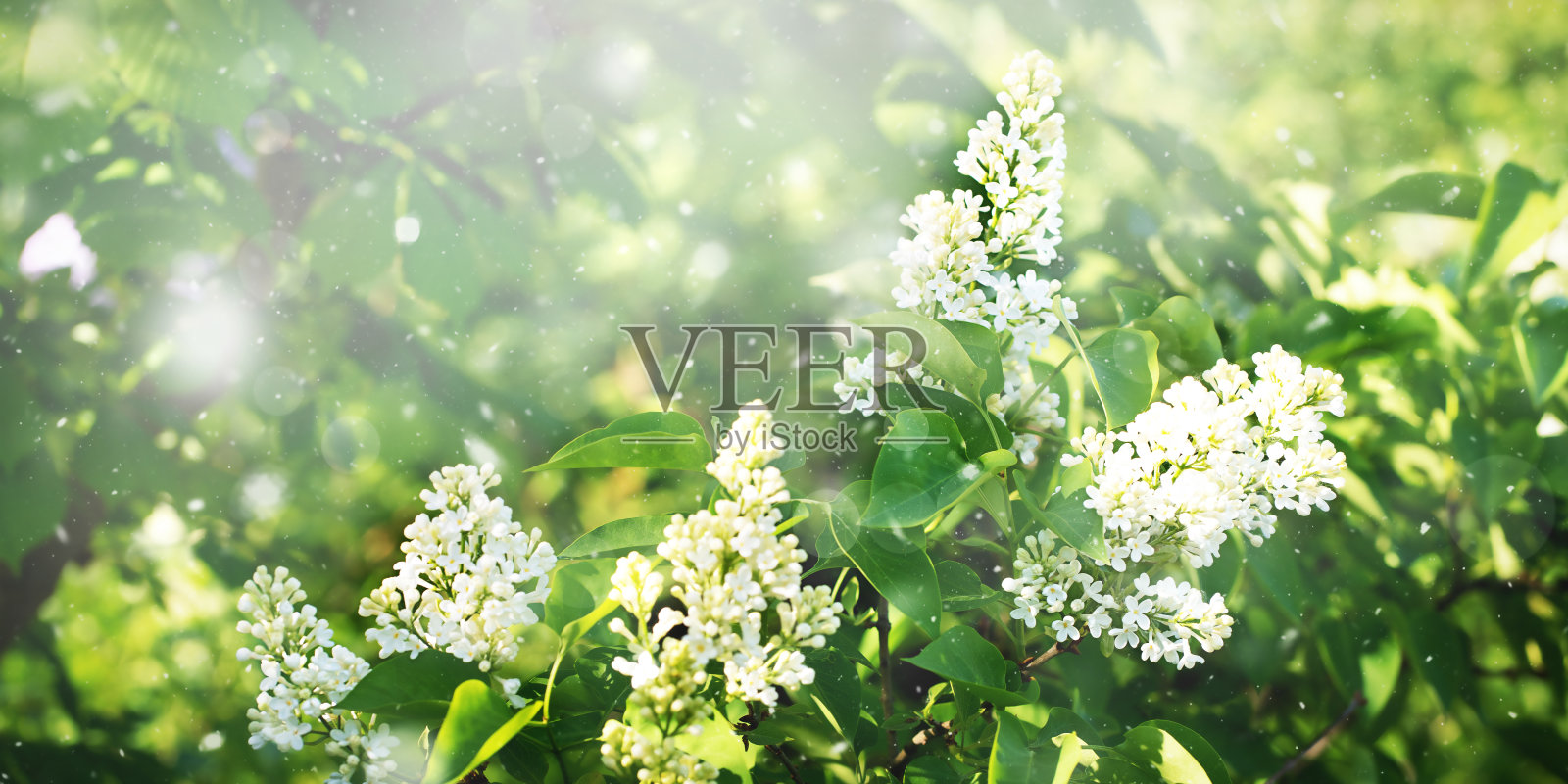 盛开的白色淡紫色照片摄影图片