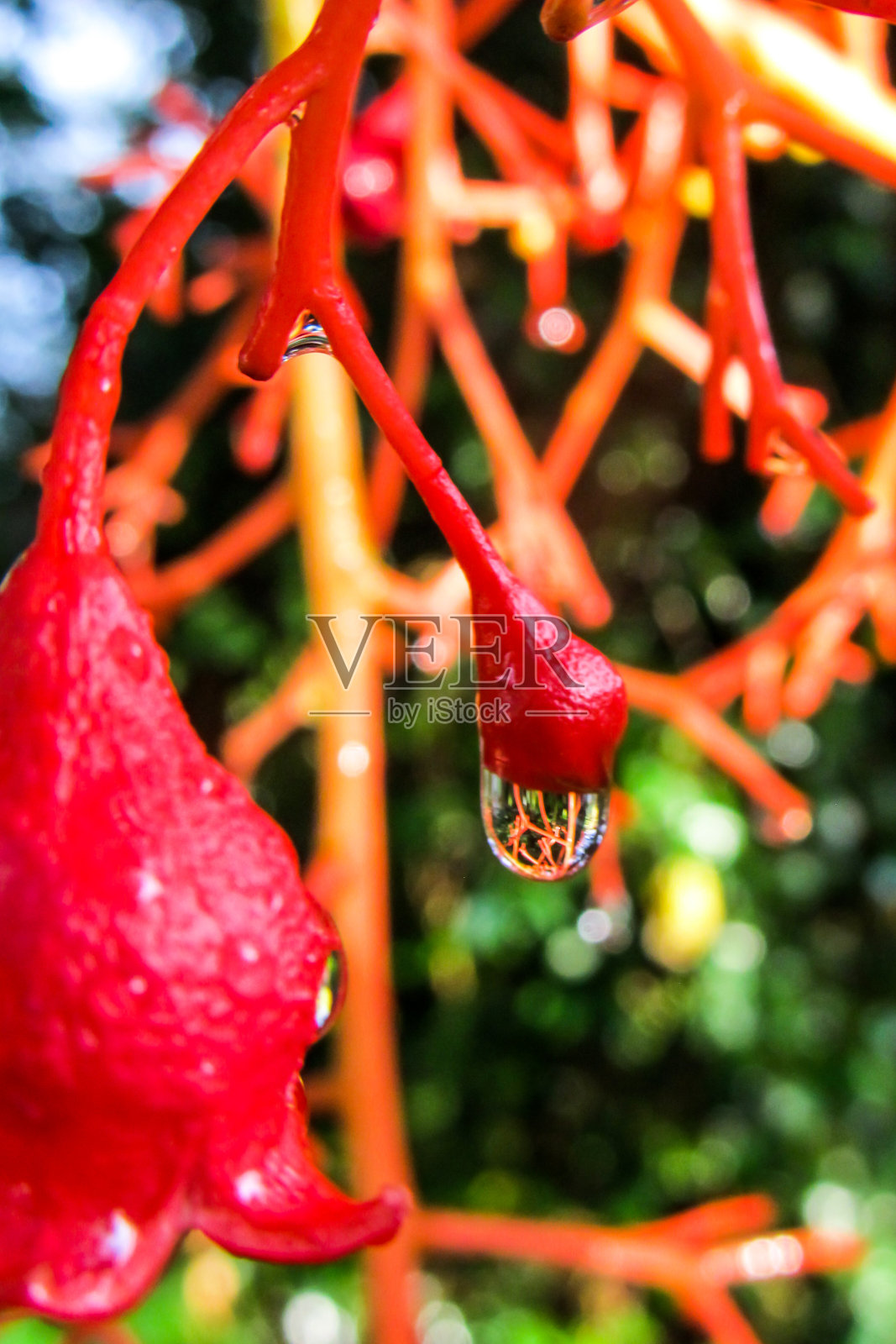 一颗雨滴悬挂在澳大利亚火焰树的花蕾上，映衬着周围红色的花朵。照片摄影图片