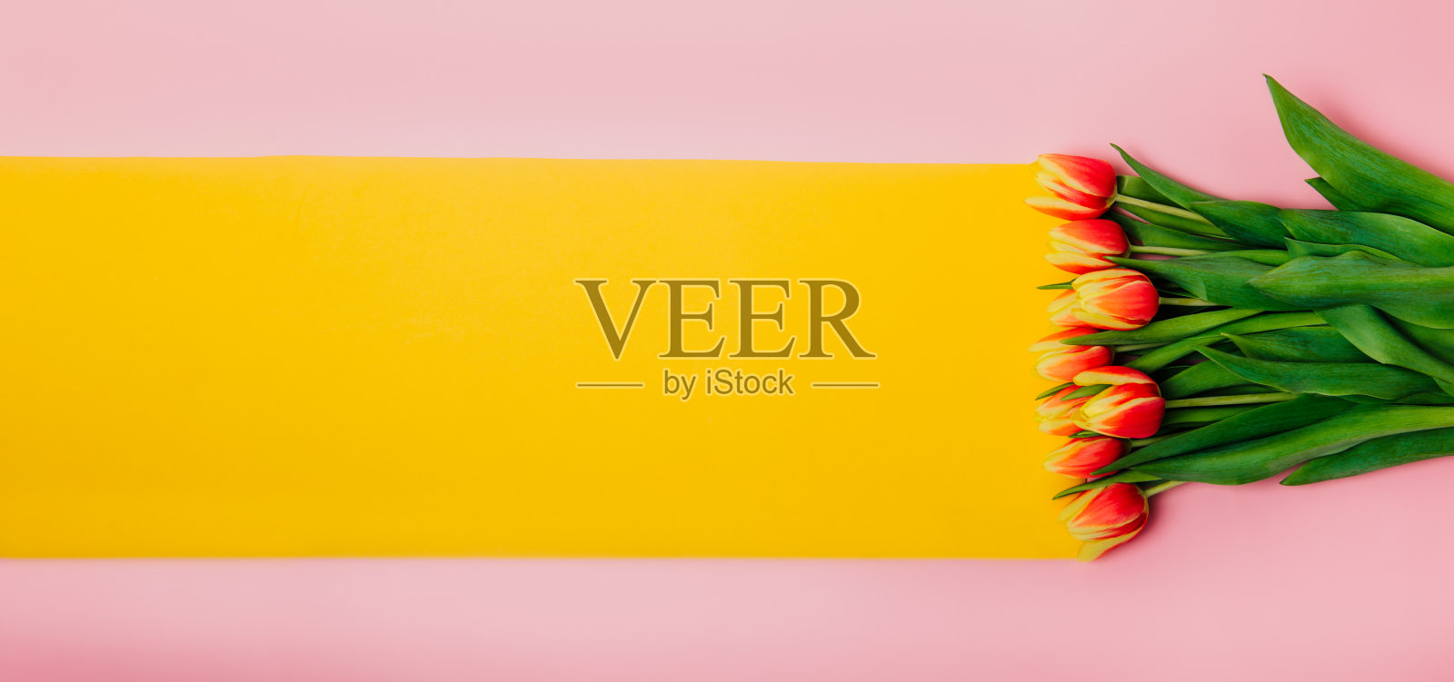 新鲜美丽的红色和黄色郁金香在粉红色的背景与黄色的文本复制空间。春天，妇女节，3月8日概念。宽横幅，俯视图，选择性聚焦。照片摄影图片