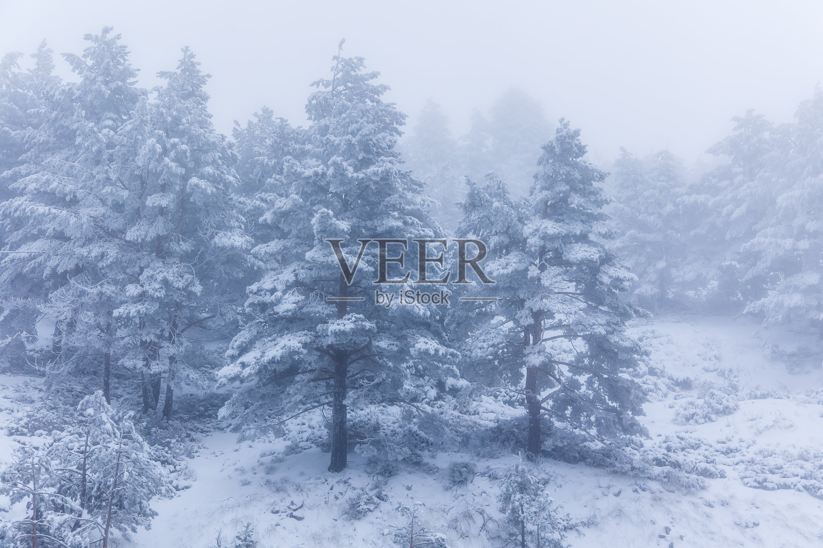 在马德里瓜达拉马国家公园的山上，积雪覆盖着树木照片摄影图片