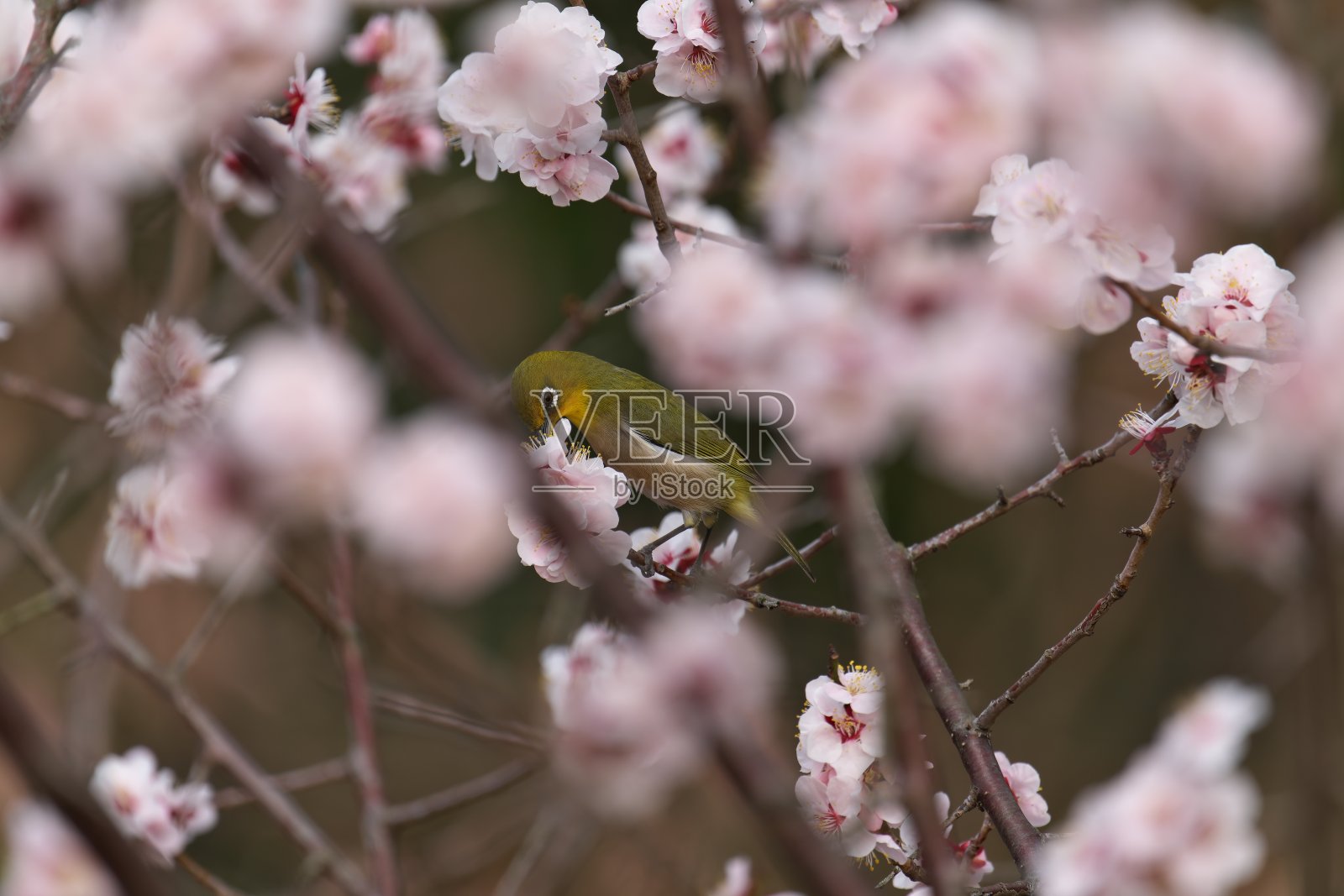一只日本白眼在梅树的树枝上。照片摄影图片