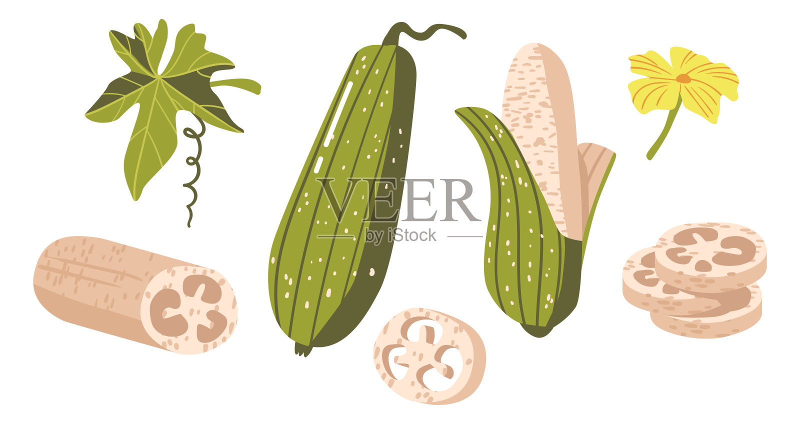 套丝瓜，丝瓜，埃及黄瓜或越南丝瓜。藤蔓果实的物种，零浪费海绵插画图片素材