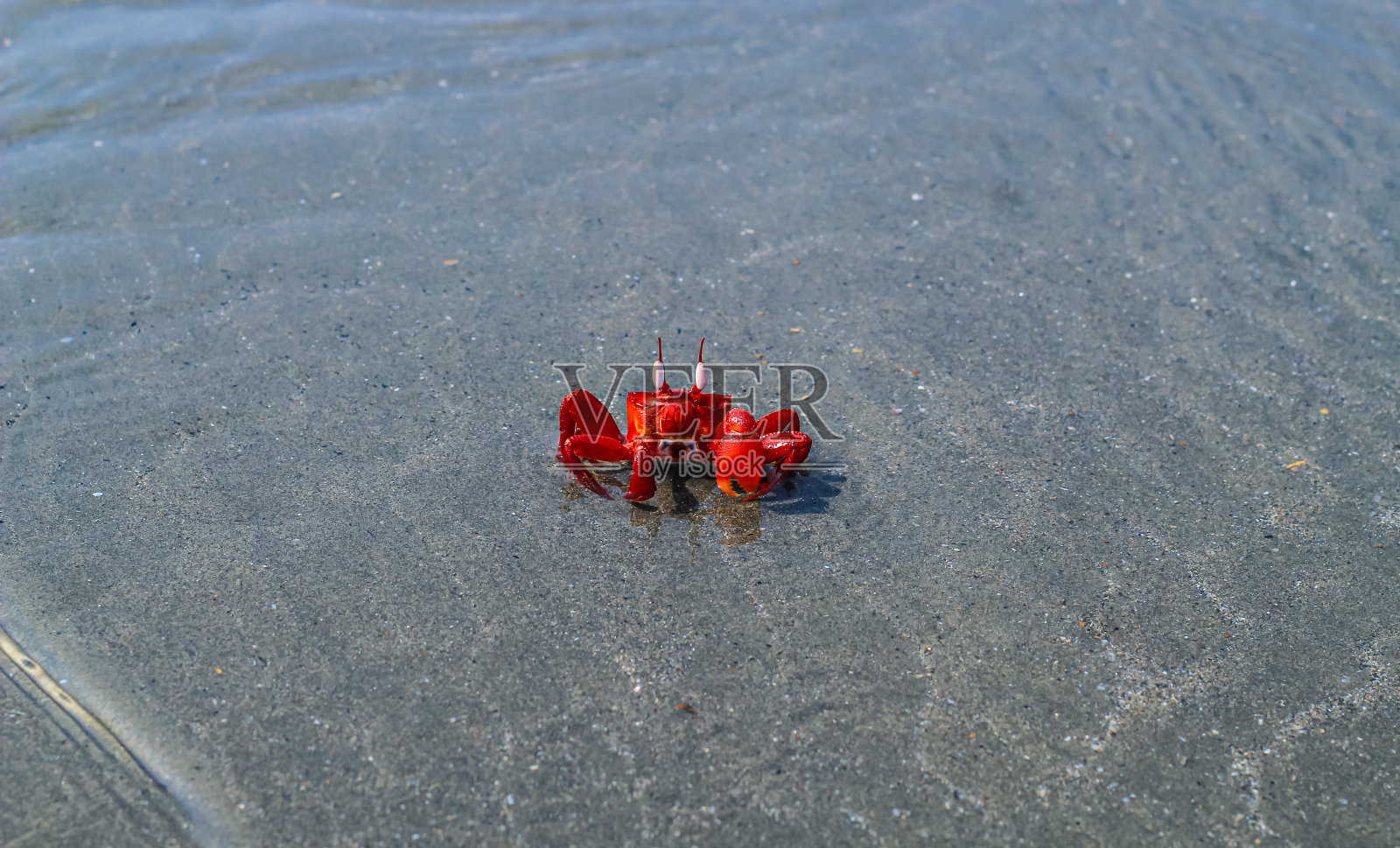 特写镜头和选择性聚焦在Sonadia岛的红沙蟹，库图比约姆联盟，孟加拉国。海滩上的红蟹。照片摄影图片