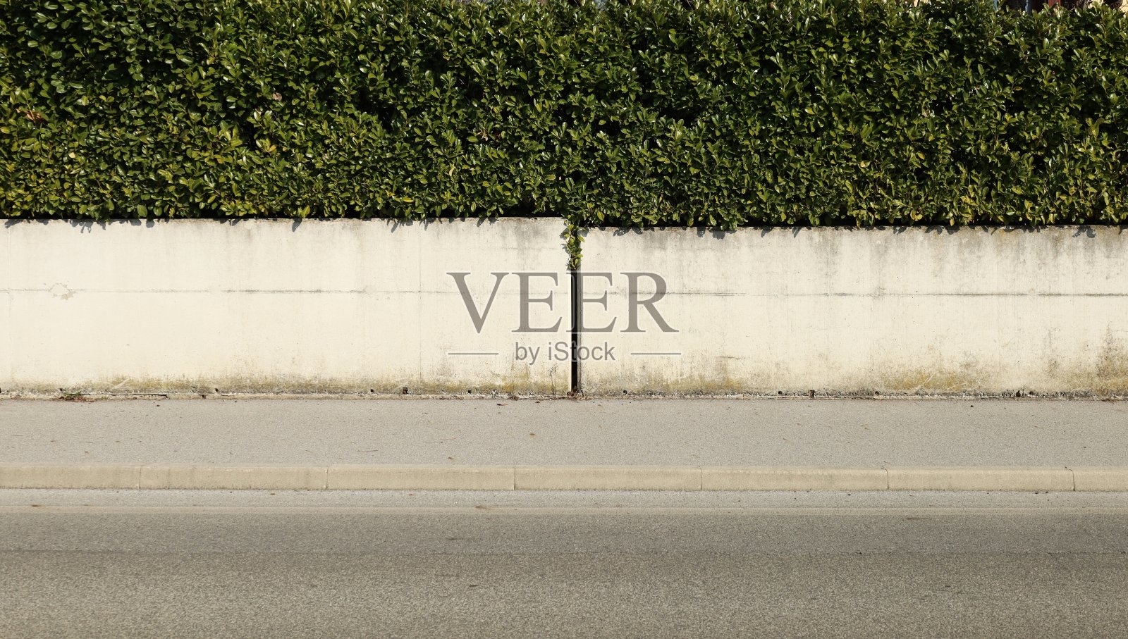 由混凝土墙和上面高高的树篱组成的房子篱笆。前面是柏油人行道和铺好的街道。照片摄影图片