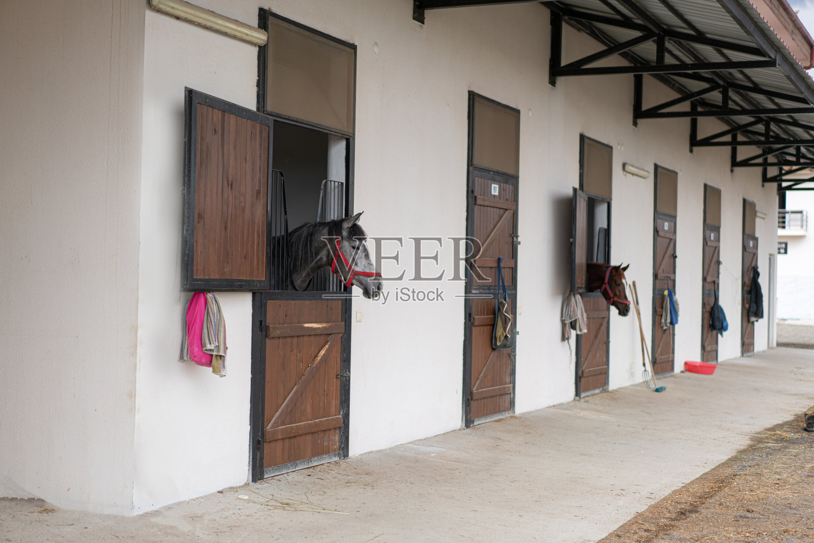 在户外马厩里的好奇的赛马照片摄影图片