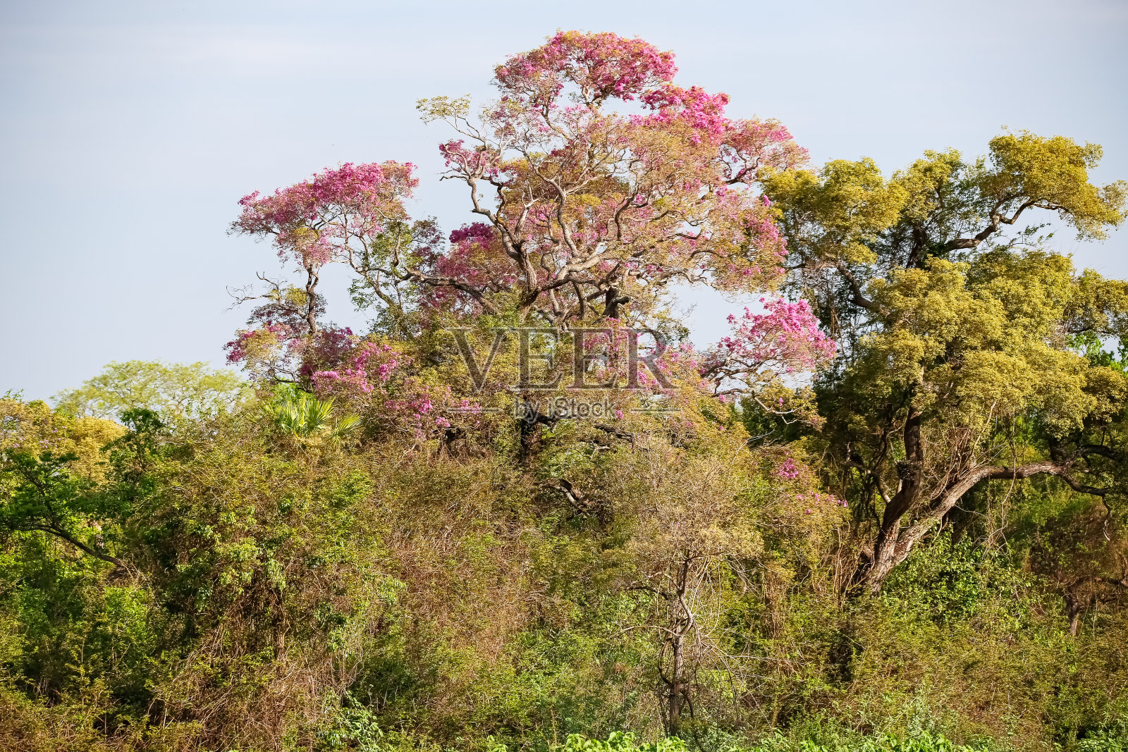 美妙的粉红色开花的Piuva树照片摄影图片