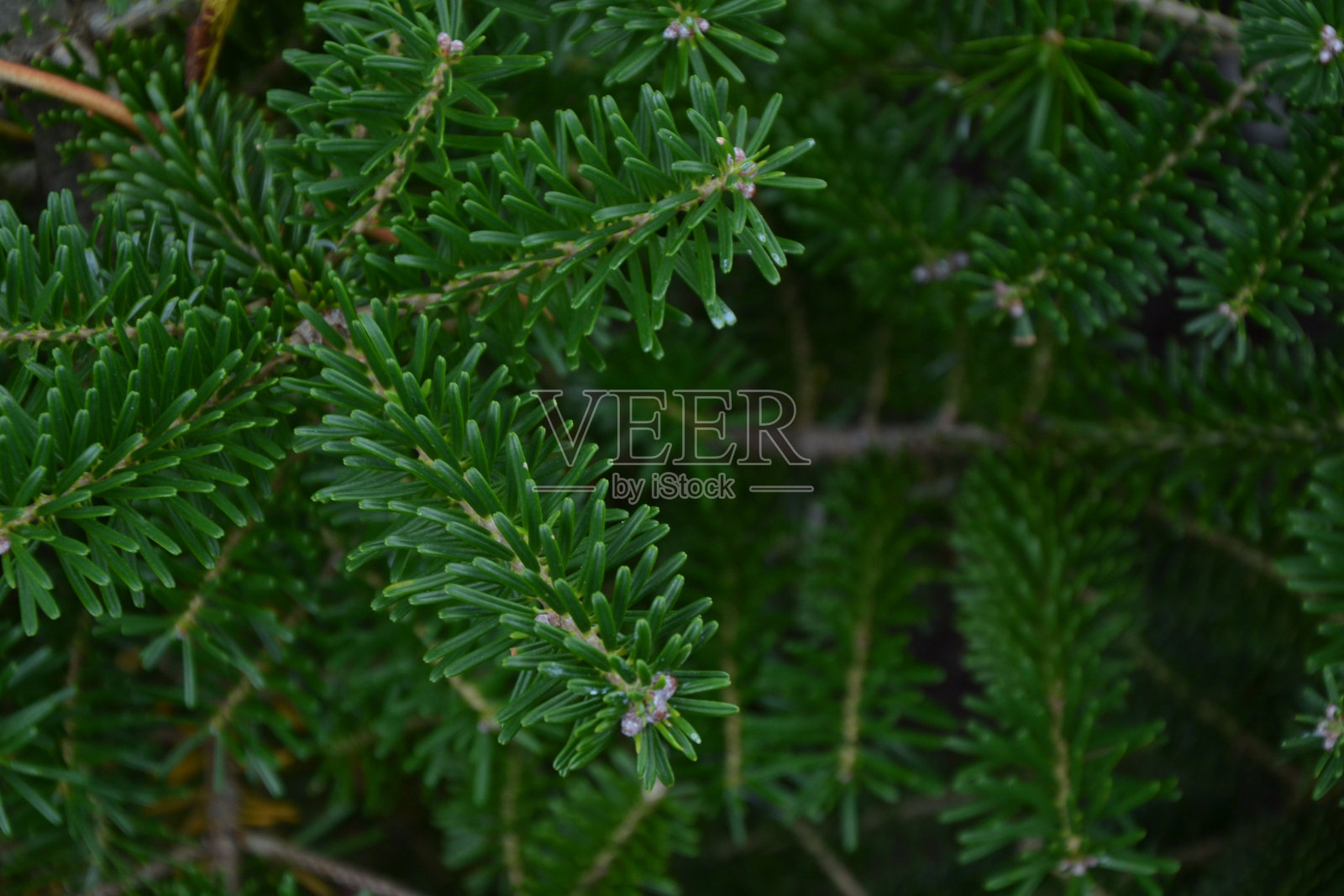 冷杉分支。香脂冷杉。冷杉属balsamea树。森林或公园常绿植物，有新鲜的绿叶。圣诞树。自然背景。照片摄影图片