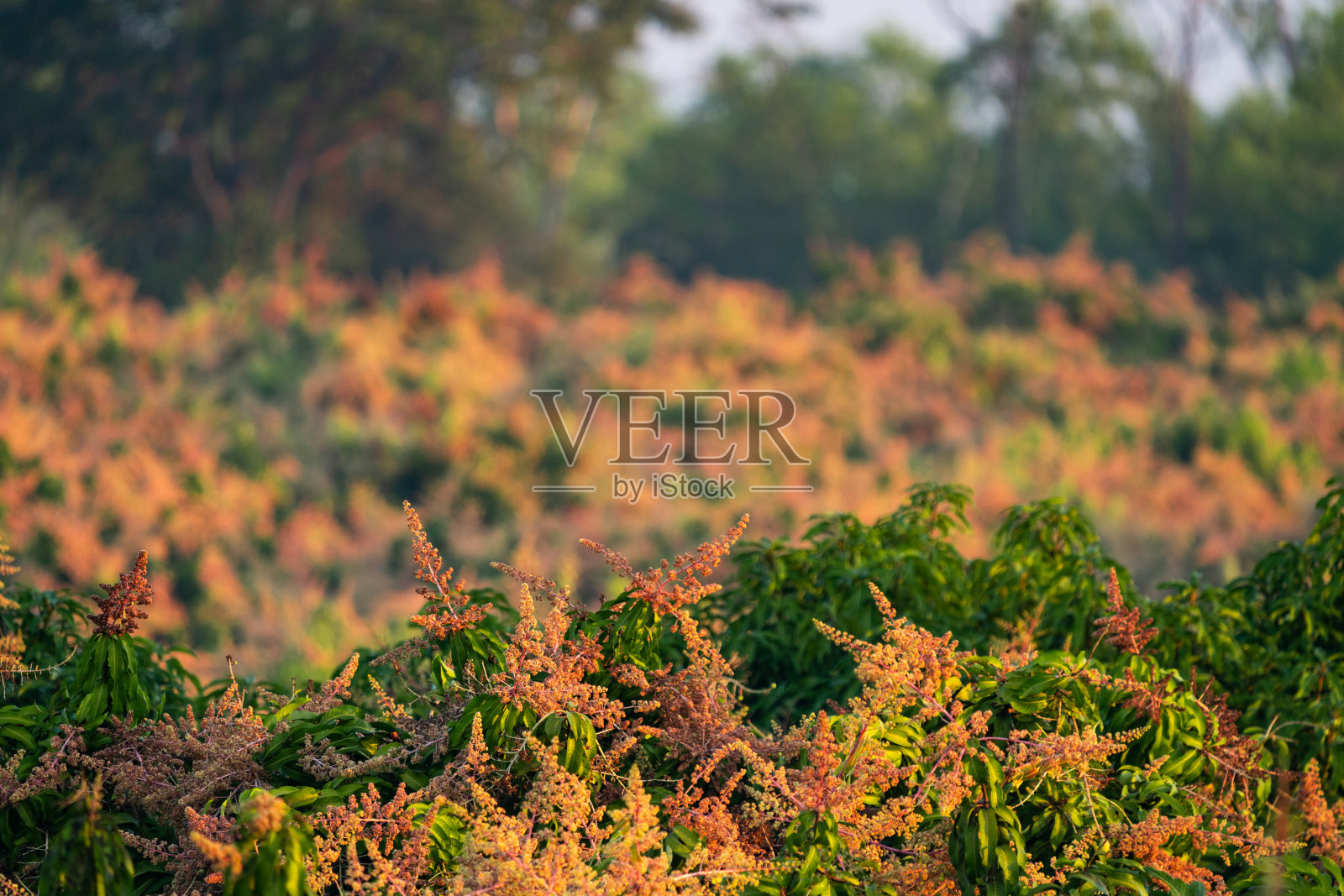 热带果园芒果花盛开，天然有机食品植物田，泰国芒果树农业照片摄影图片