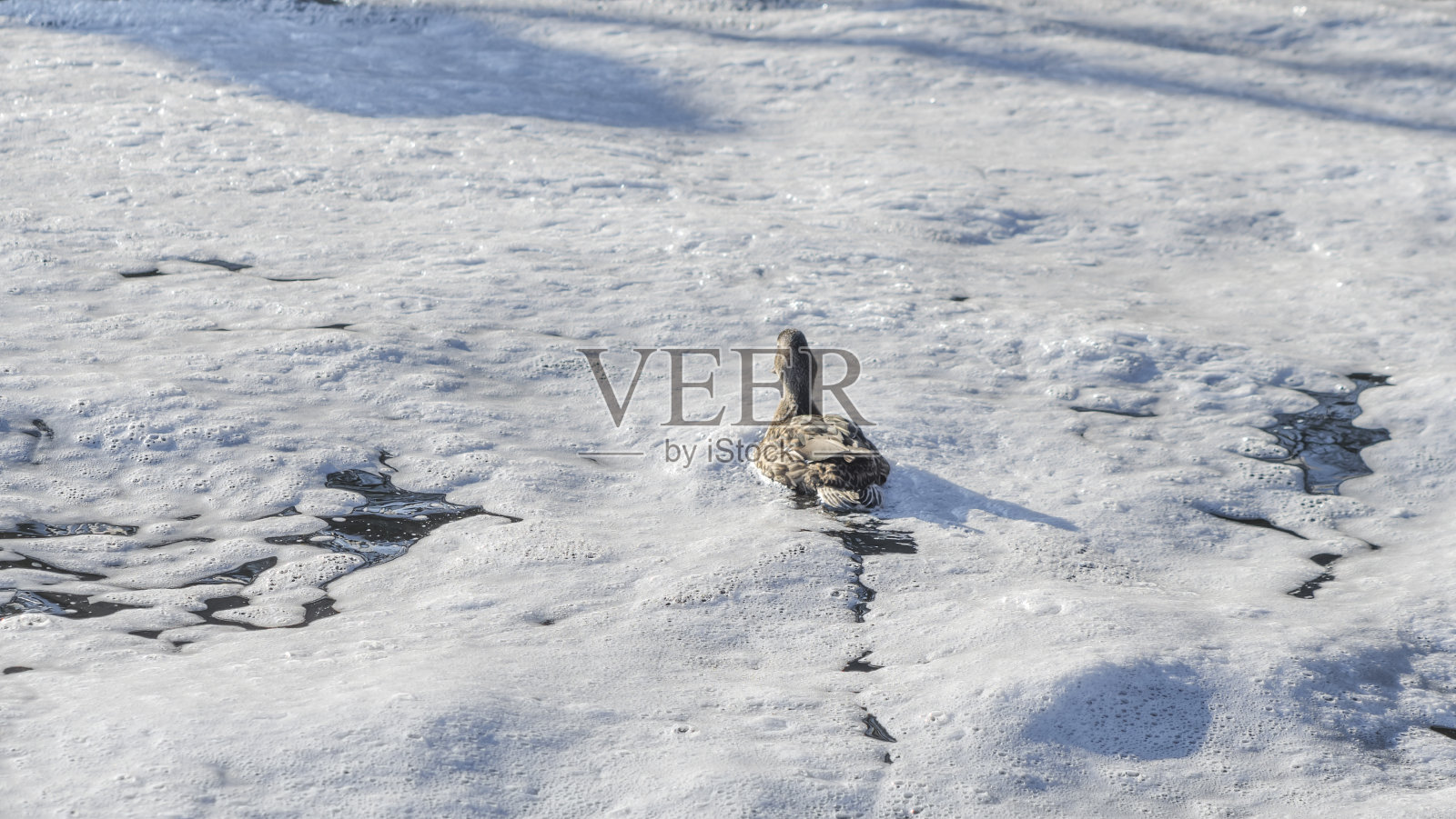 棕色的鸭子在有白色泡沫的水里游泳。河流湖泊水污染概念。照片摄影图片