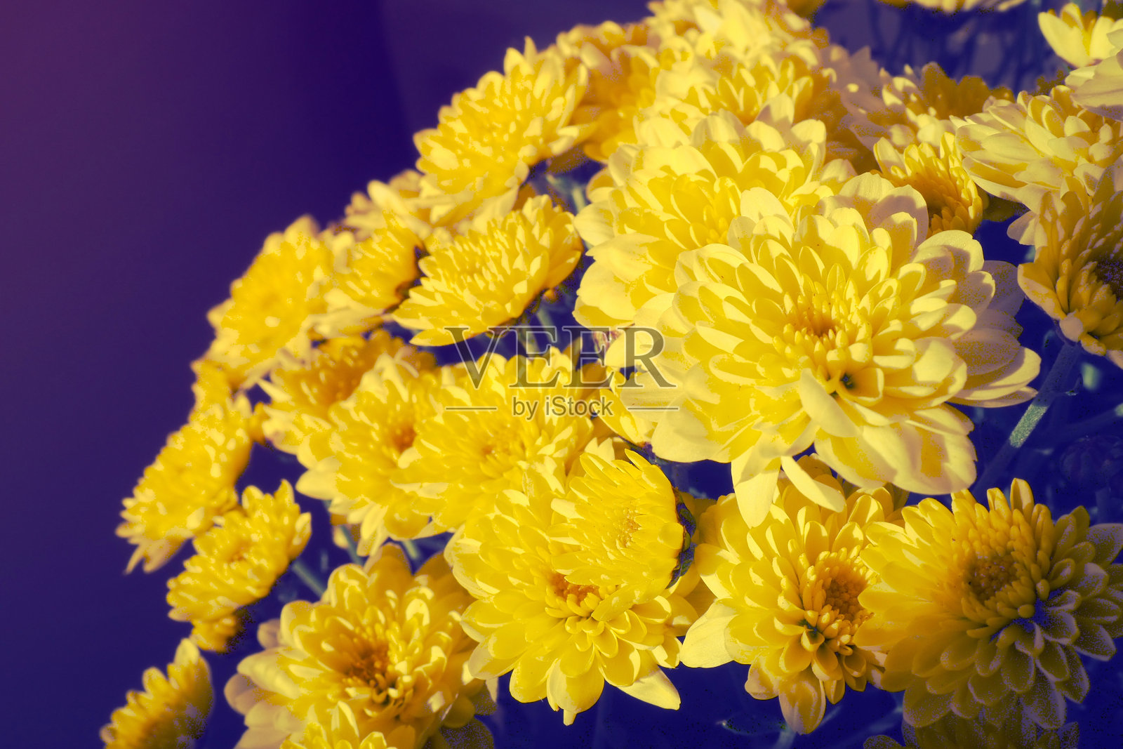 一束黄色的菊花。特写花纹理。结婚或生日贺卡。菊科或山菊花属的秋季花。照片摄影图片