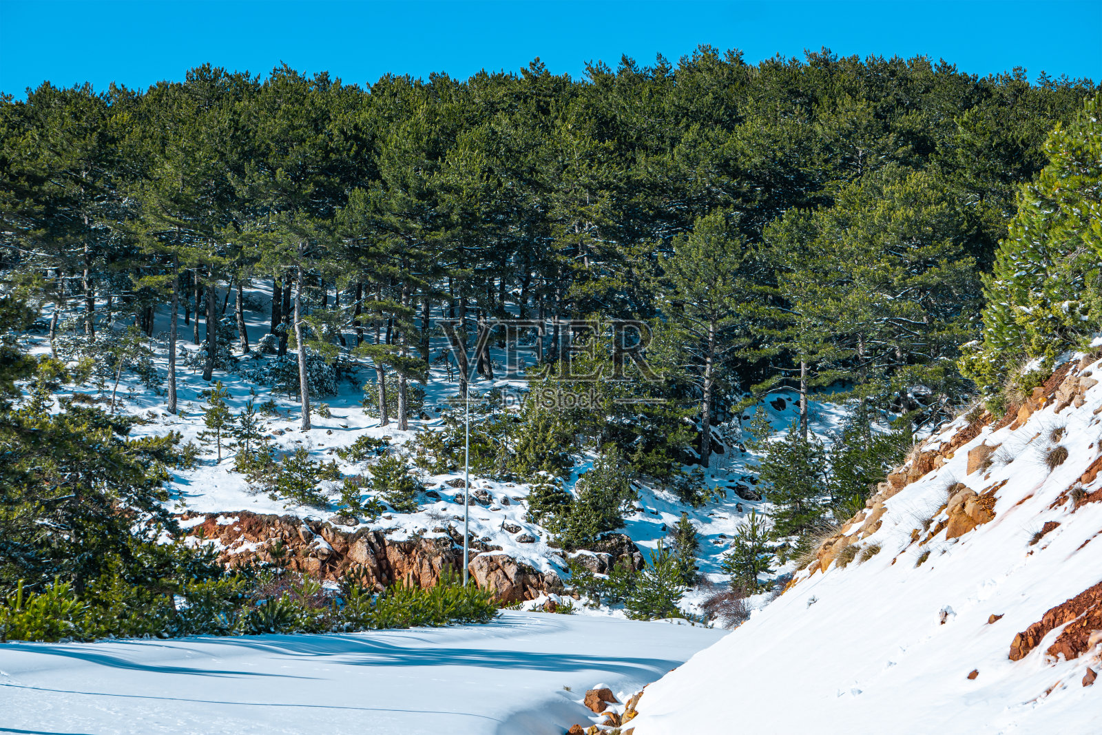 冬天的雪路和森林。照片摄影图片