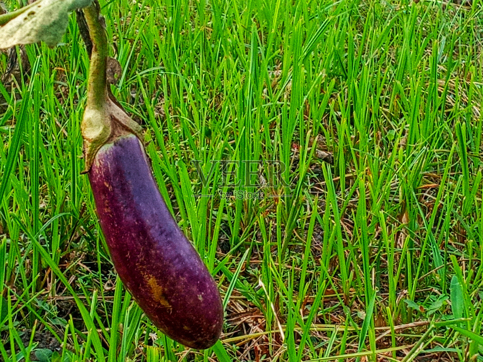 茄子照片摄影图片