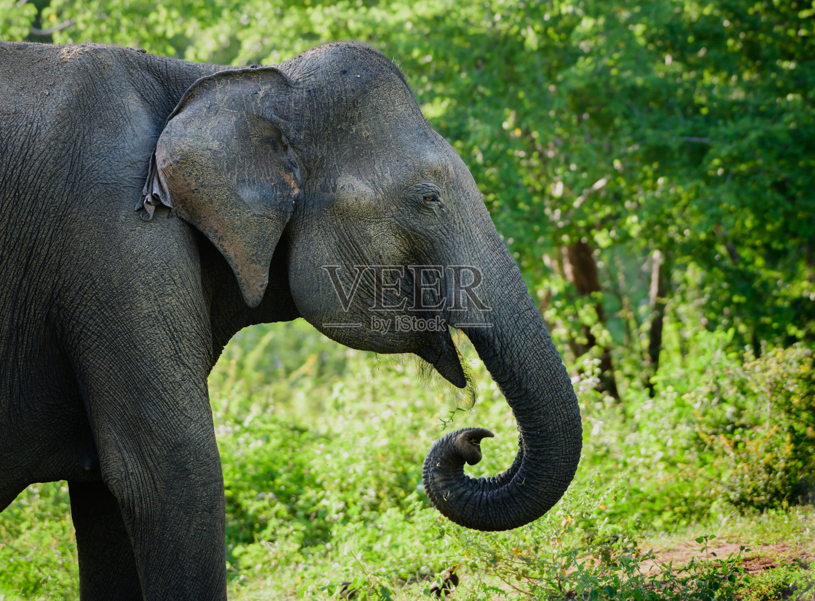 大象头部特写。巨大的亚洲象在树荫下休息。照片摄影图片