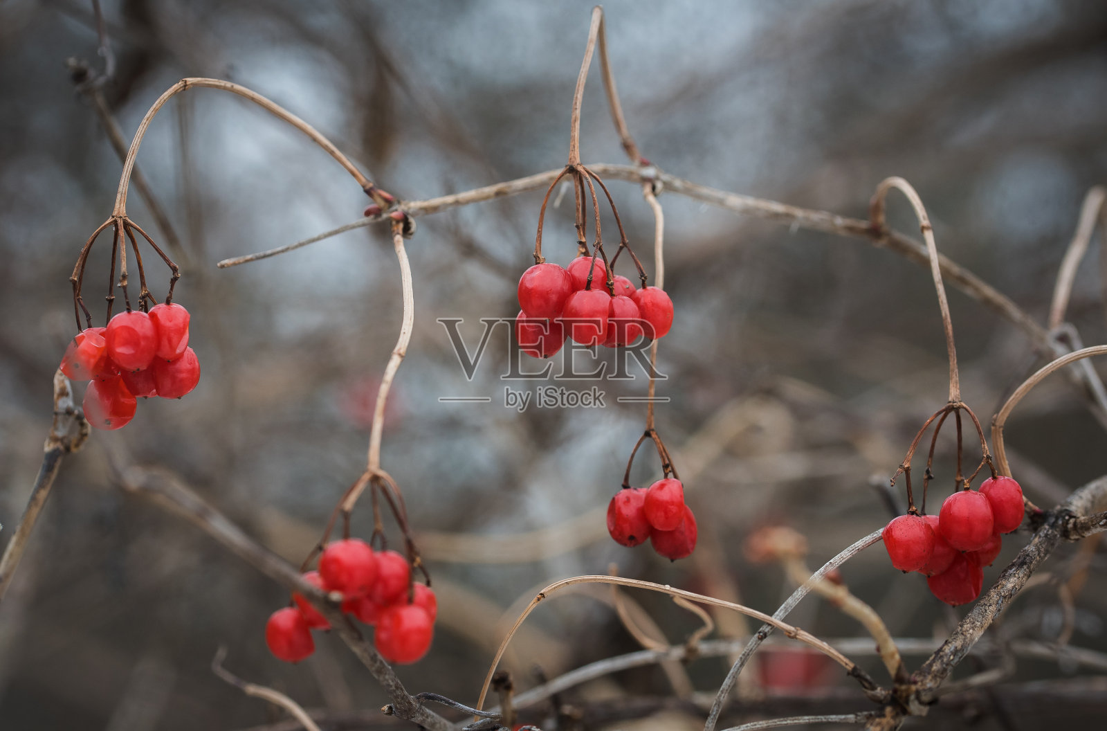 冬天，一串串鲜红的浆果挂在光秃秃的树枝上。照片摄影图片