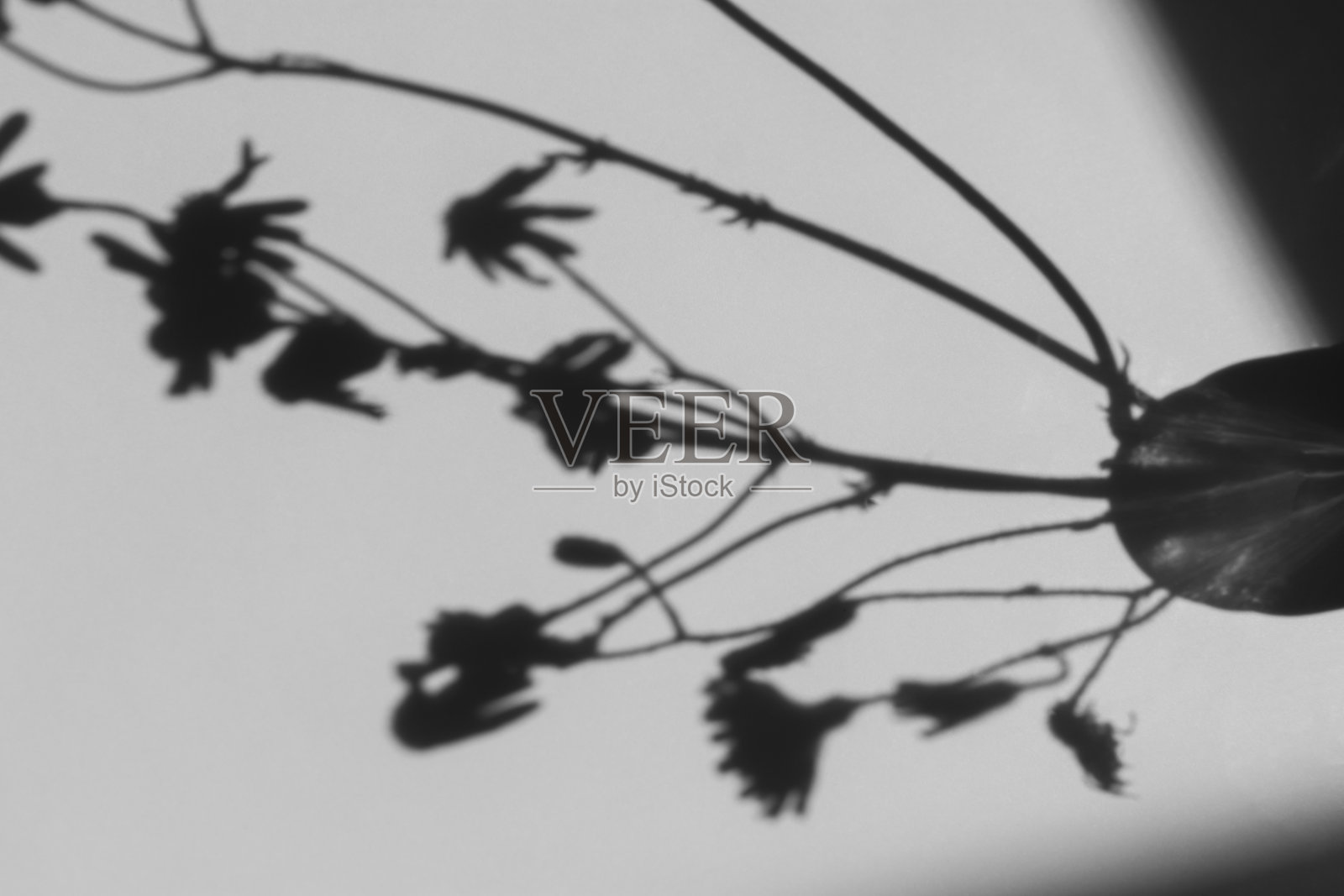 花影灰墙。抽象的中性的背景。照片摄影图片