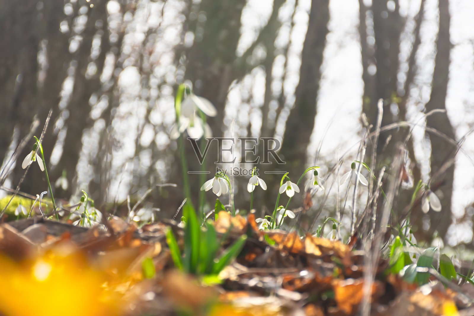 雪花莲春林。照片摄影图片