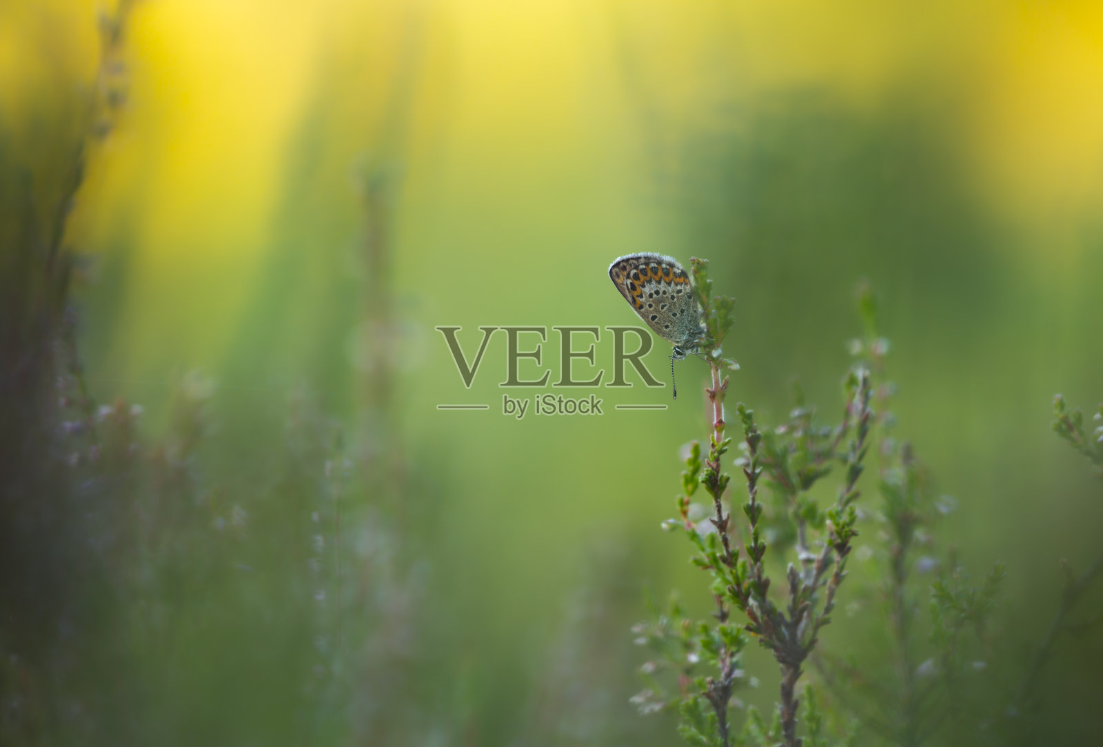 银饰蓝，阿格斯躺在石南植物上照片摄影图片