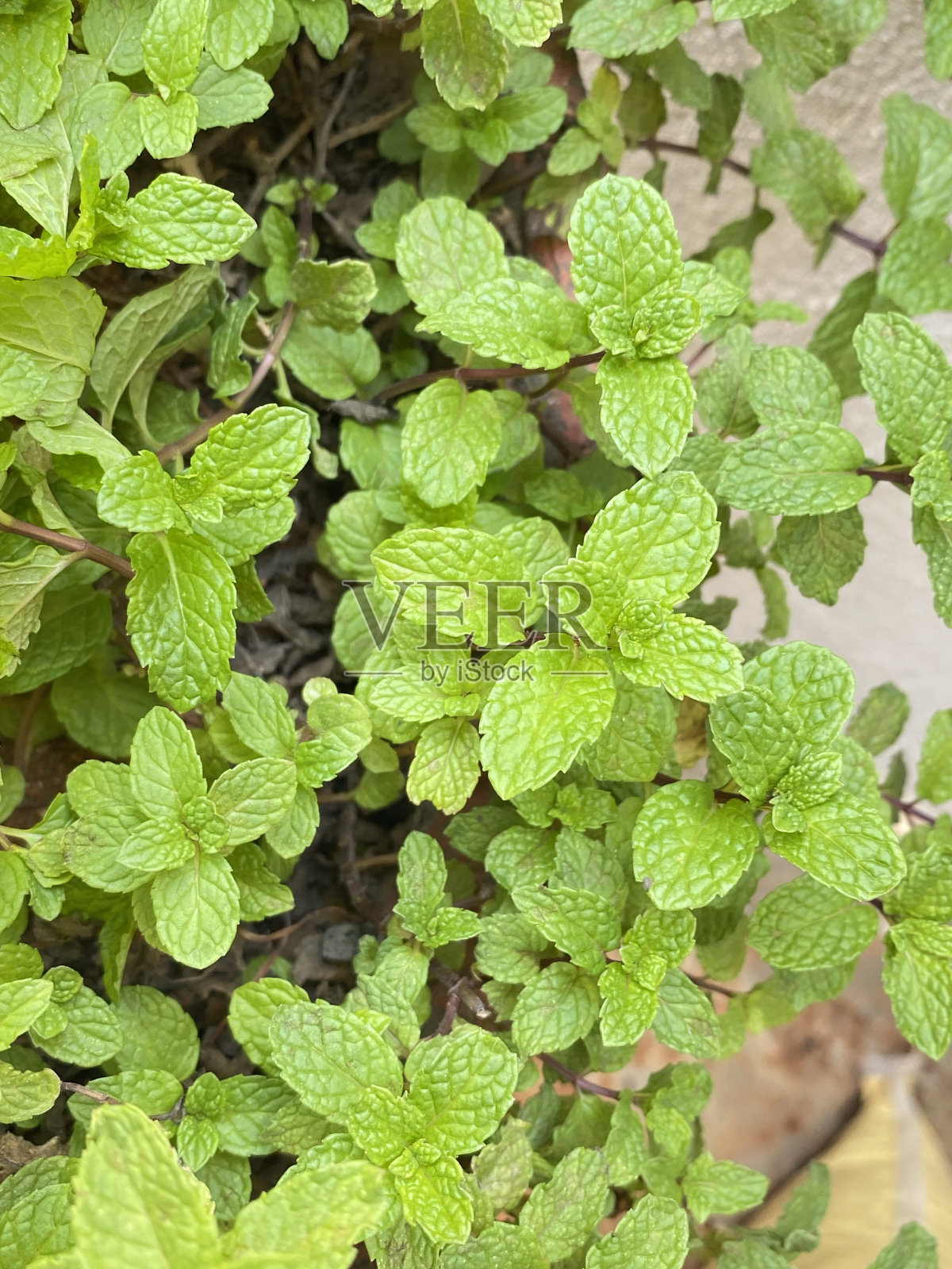 绿薄荷，又称园薄荷、普通薄荷、羊薄荷、鲭薄荷，是薄荷属的一种，原产于欧洲和亚洲南部温带，西起爱尔兰，东至中国南部。照片摄影图片