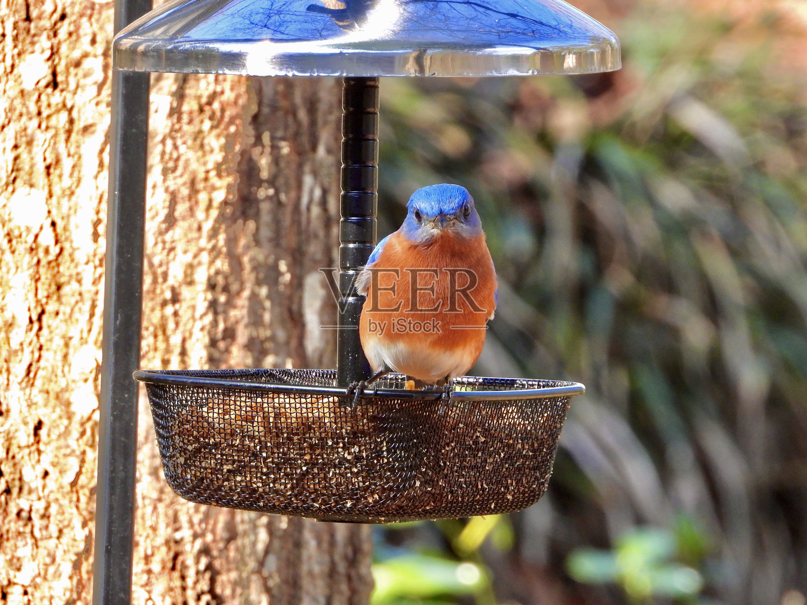 东部蓝色鸟照片摄影图片