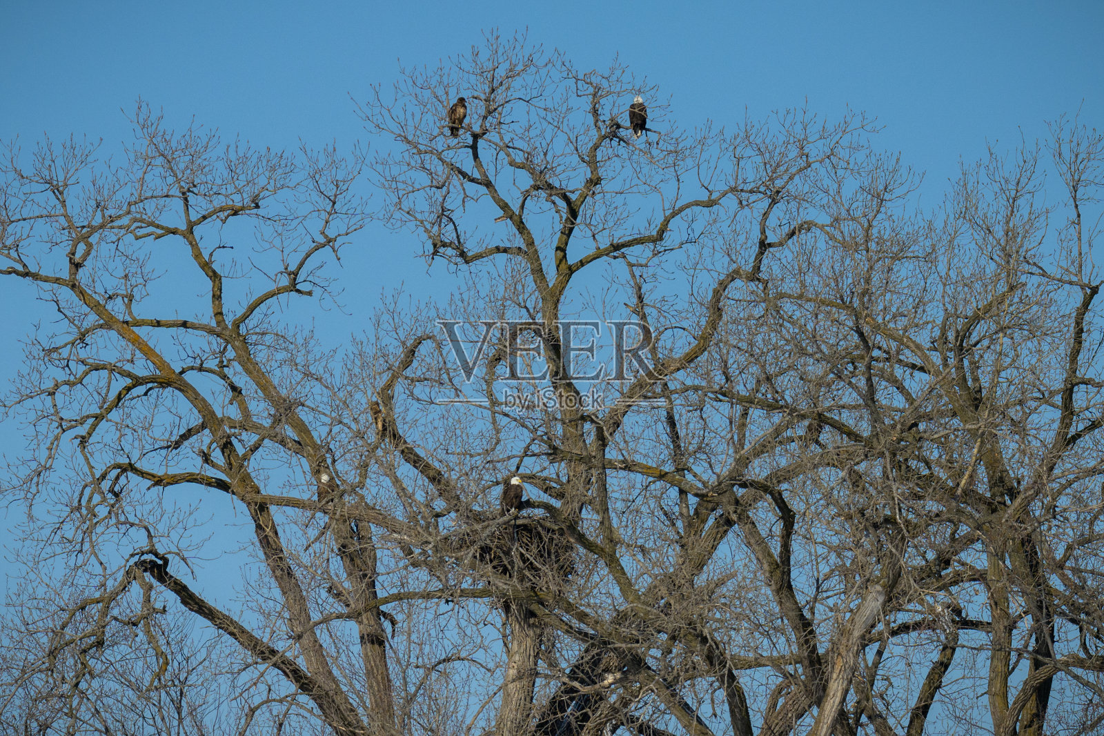鹰在树照片摄影图片