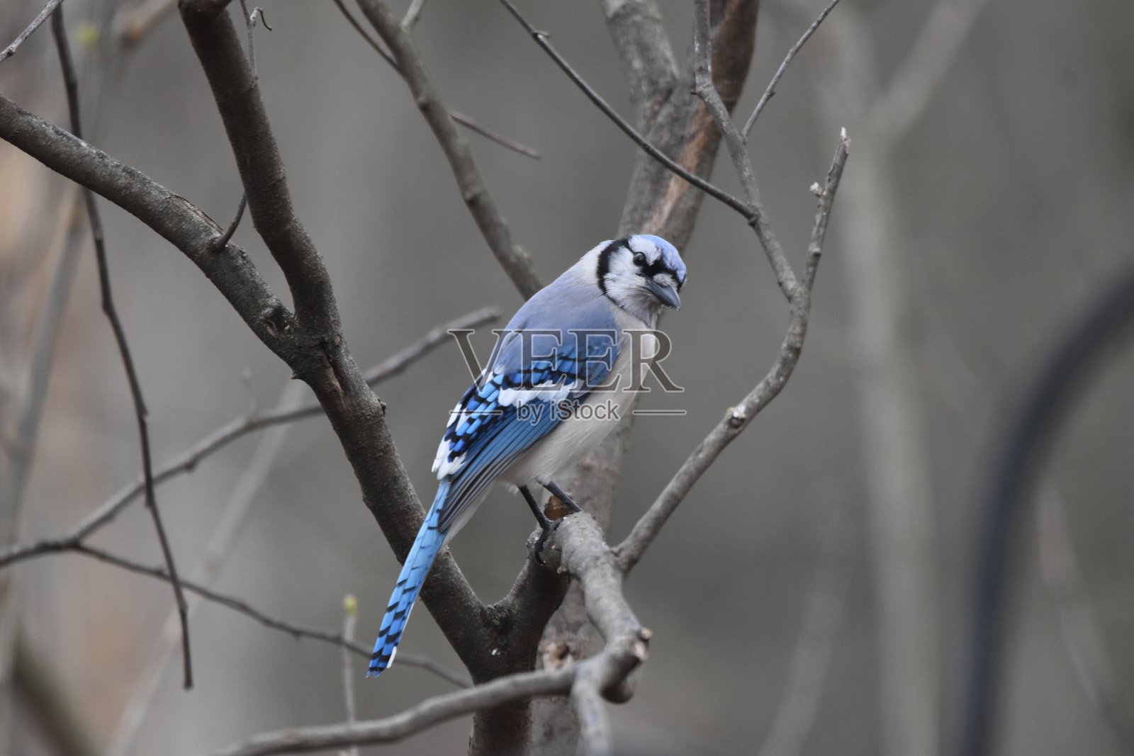 冠蓝鸦照片摄影图片