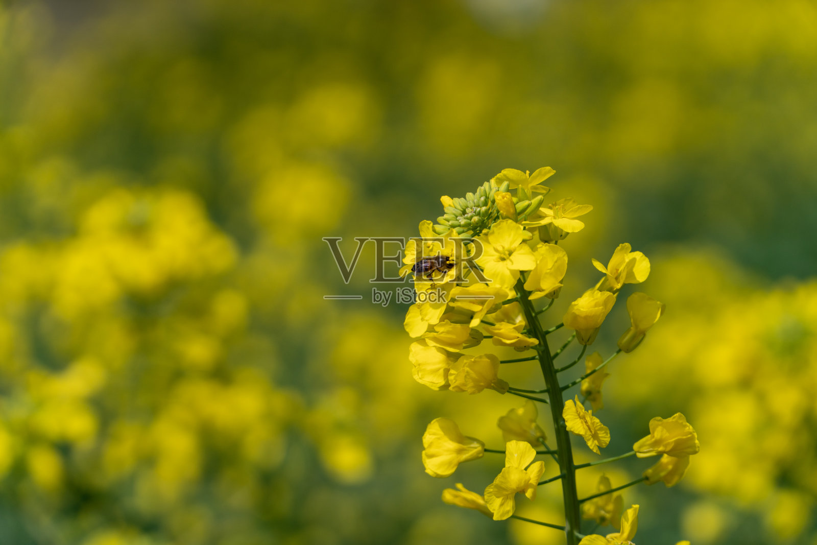 油菜花在春天的阳光下盛开照片摄影图片