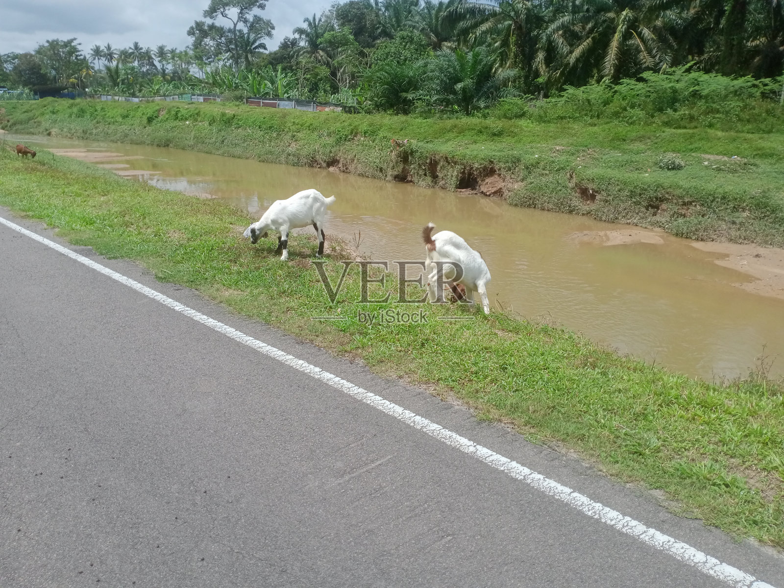 在东南亚的马来西亚田野里的山羊照片摄影图片