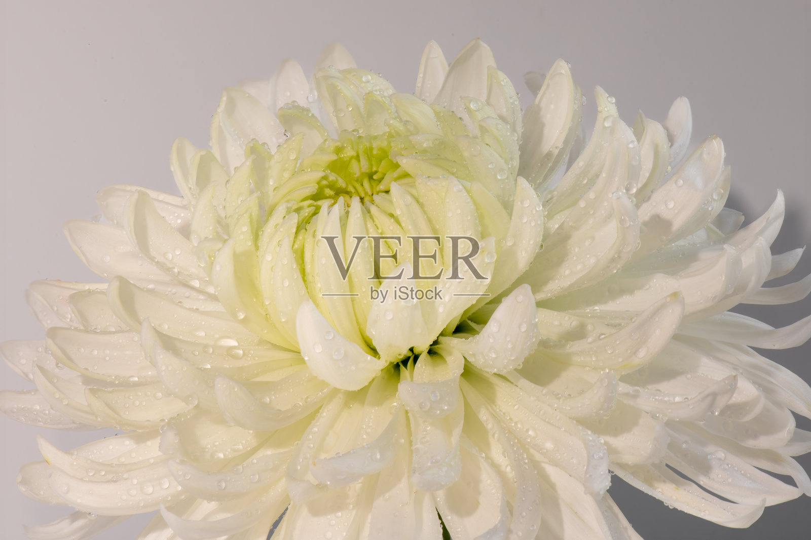 白色的大丽花花朵照片摄影图片