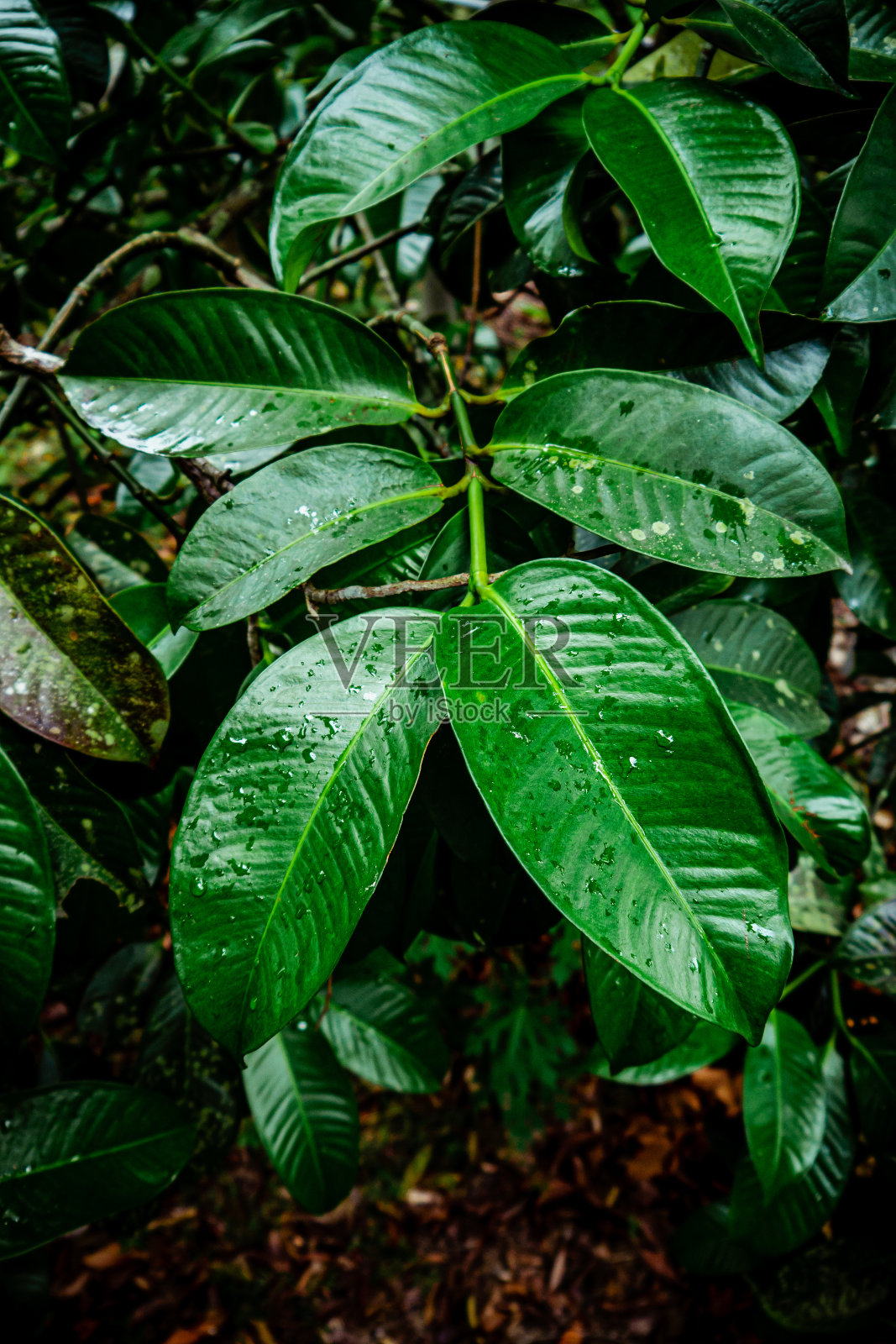 雨后绿叶特写照片摄影图片