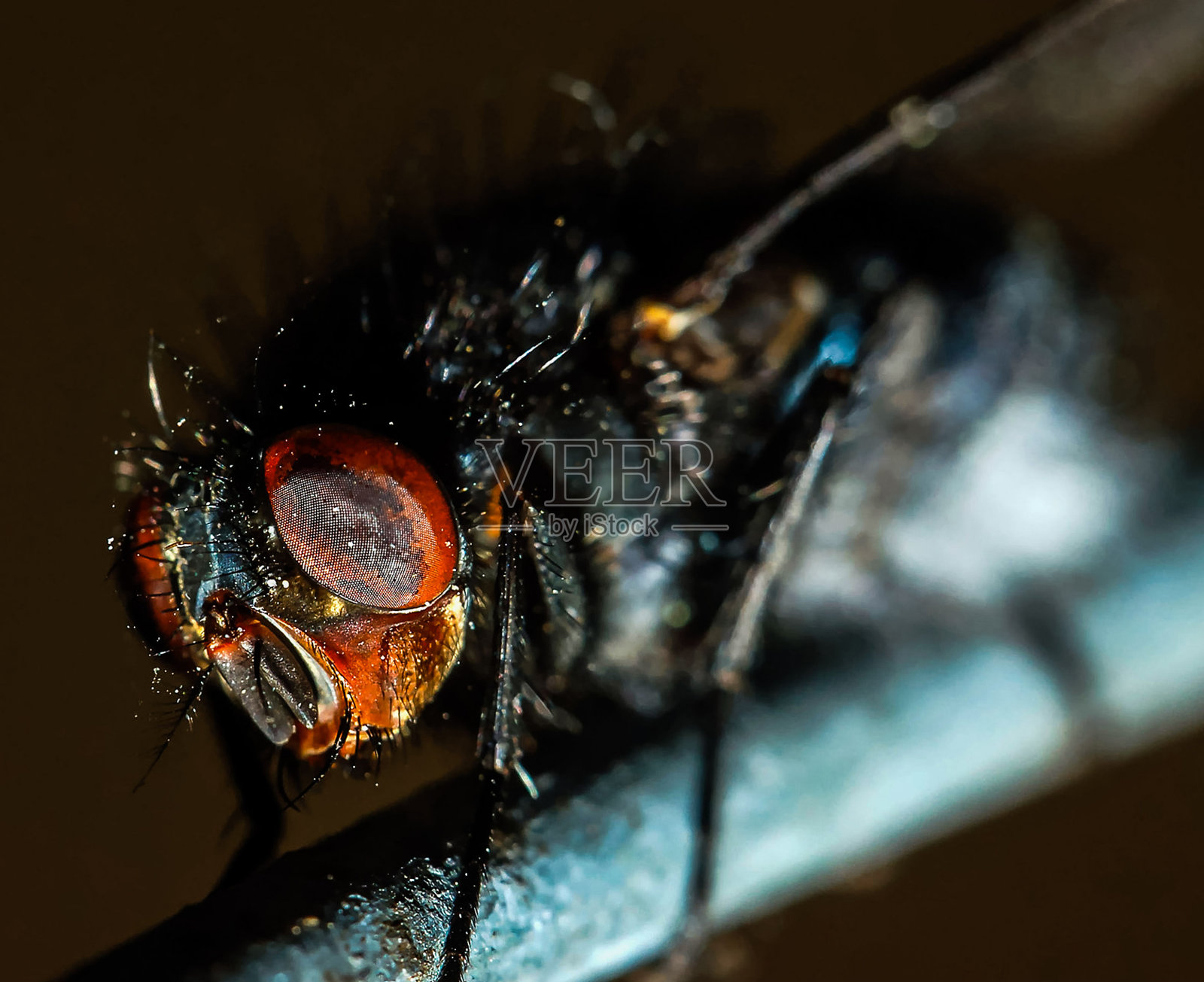 近距离放大的苍蝇照片摄影图片