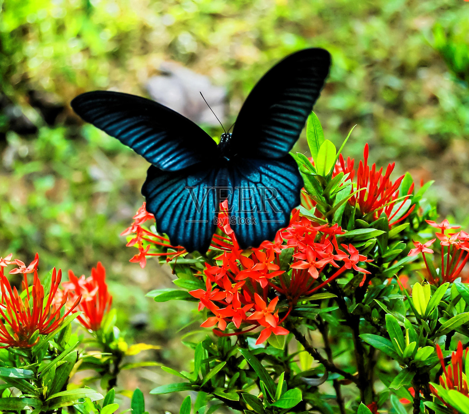 大热带蝴蝶照片摄影图片