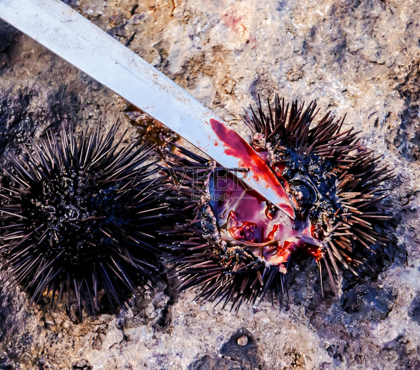 海胆照片摄影图片