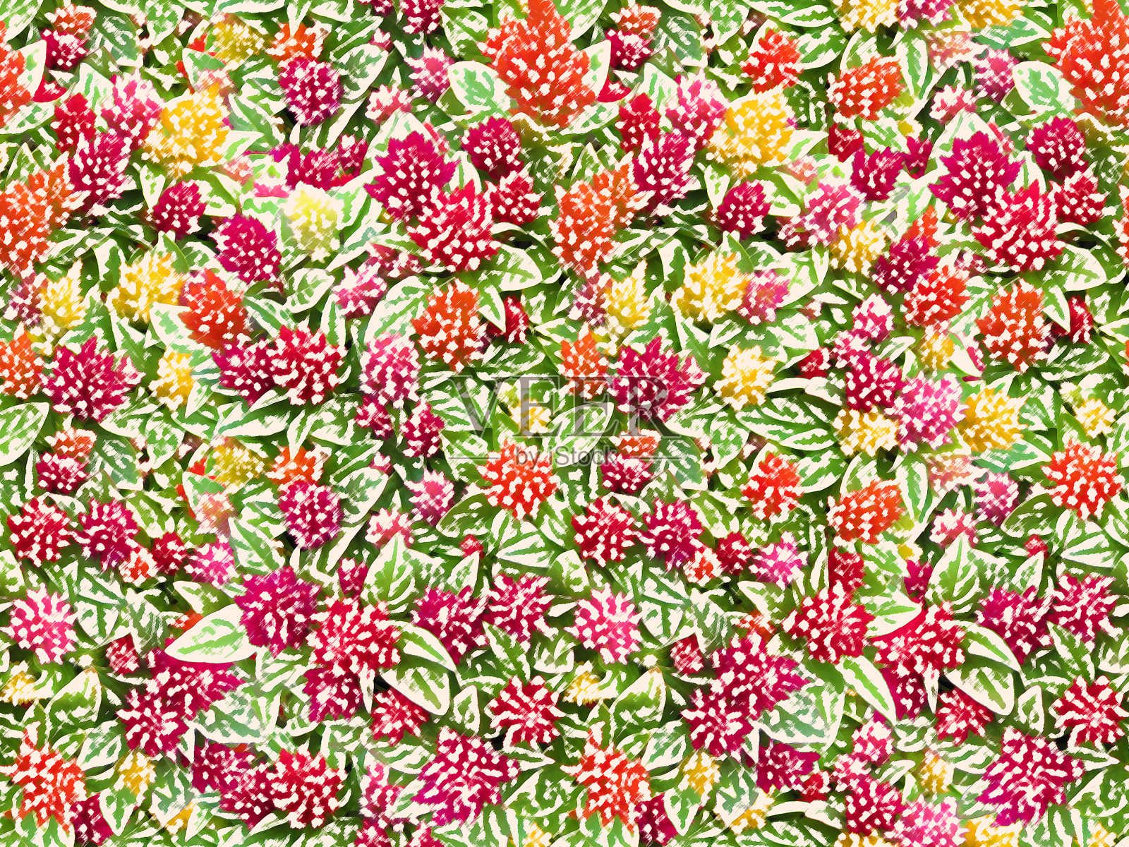 在彩色铅笔风格的鸡冠花的剪贴画背景插画图片素材