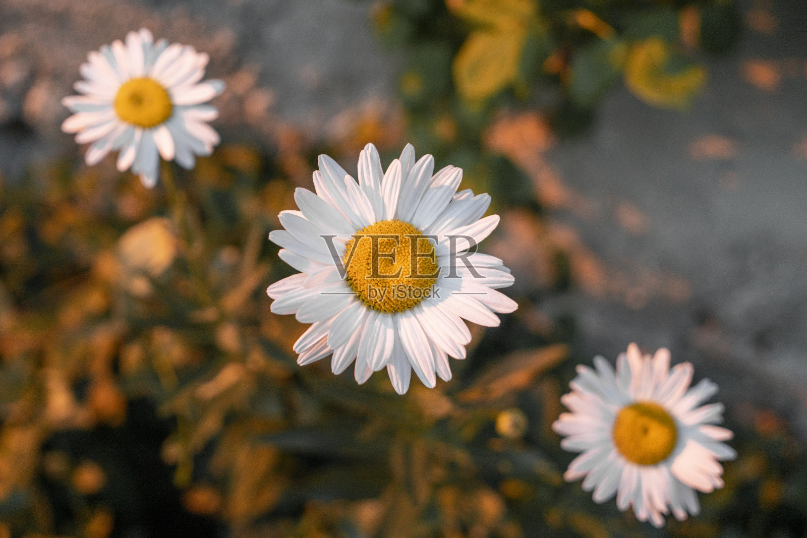 夕阳下的雏菊照片摄影图片