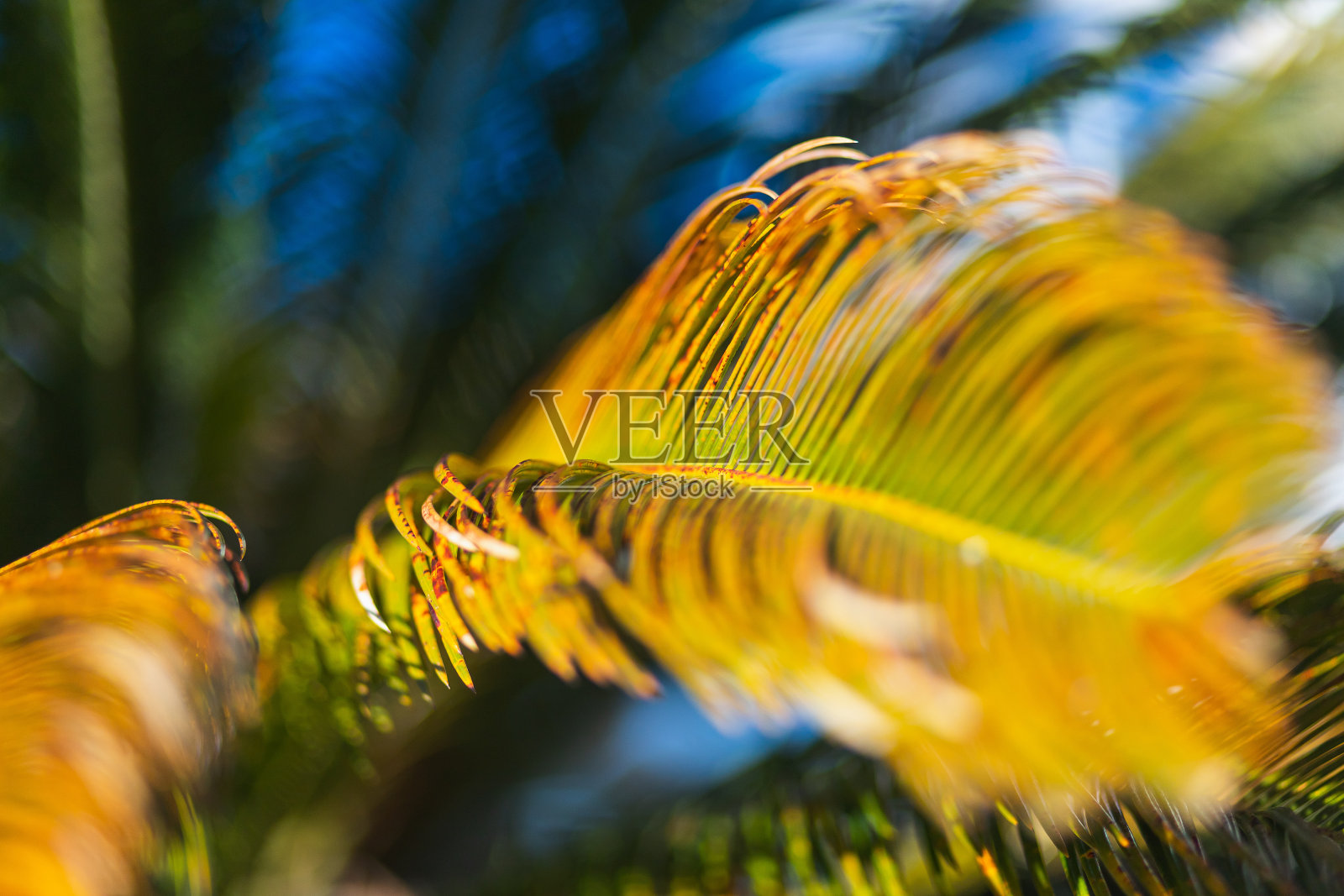 特写镜头照片摄影图片