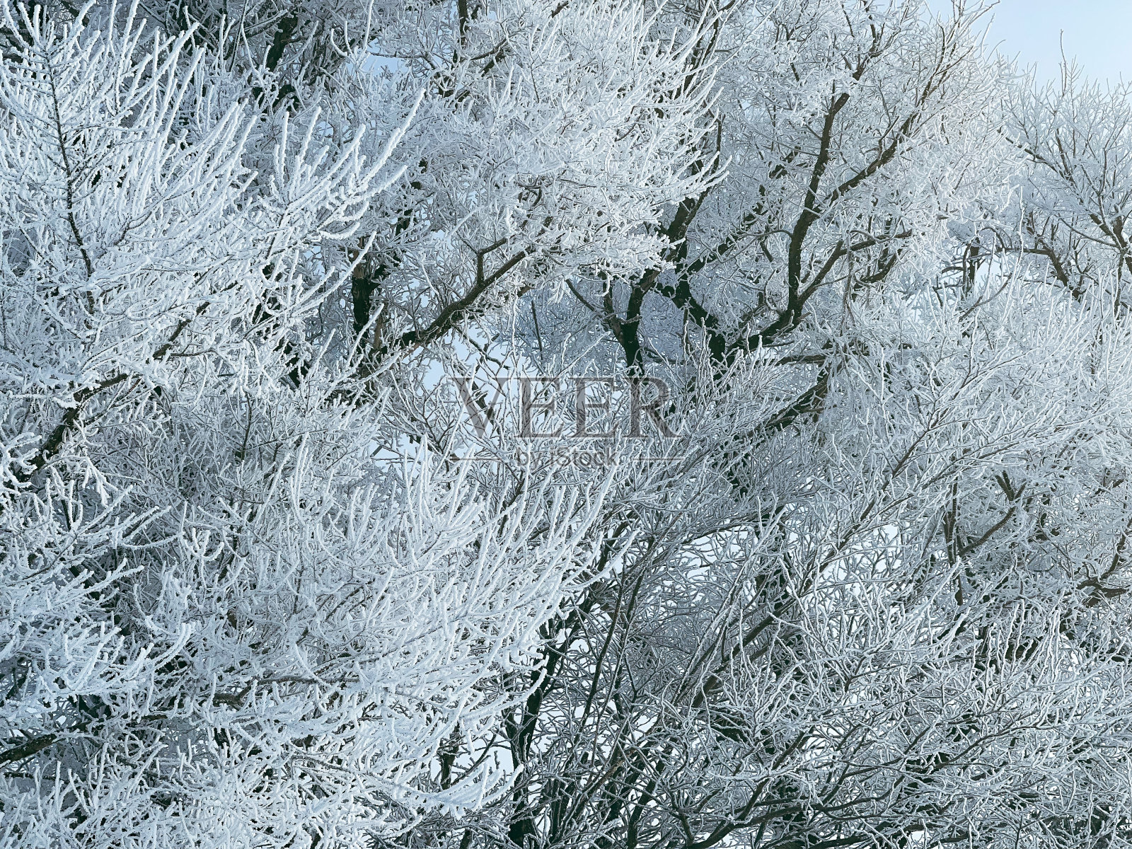 冰树之树照片摄影图片