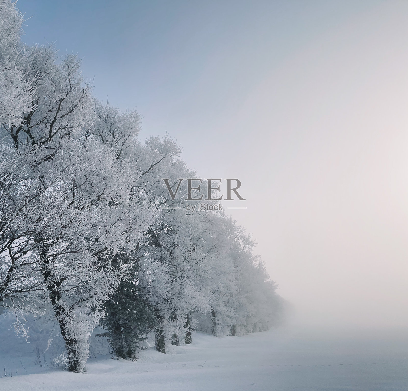 冰树之树照片摄影图片