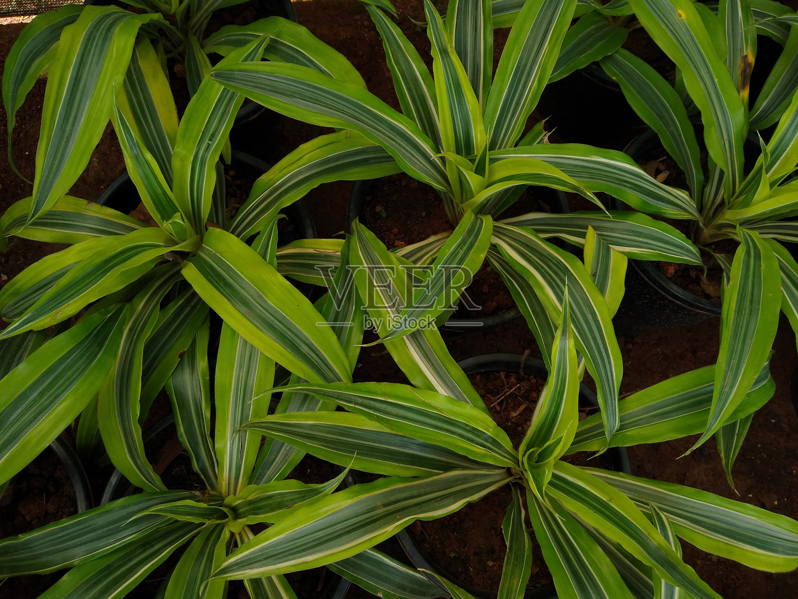 龙血树花植物在一个花园，俯视图照片摄影图片