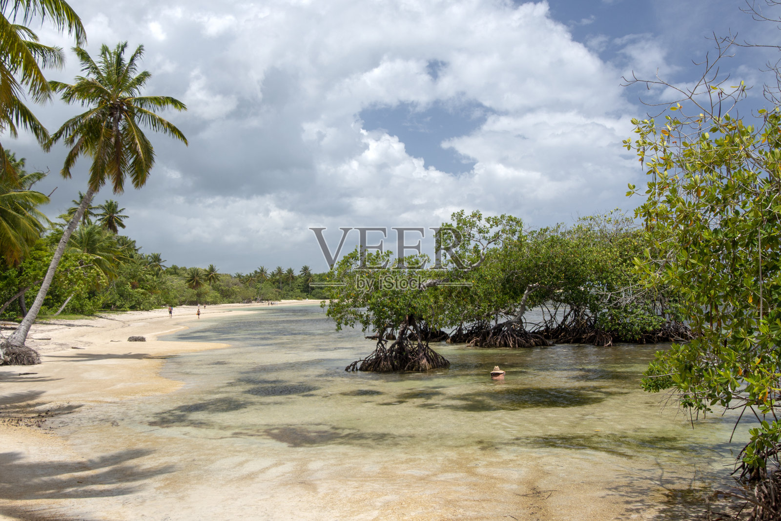 在多米尼加共和国的拉斯特伦纳斯海滩，红树林生长在清澈的热带海水中照片摄影图片