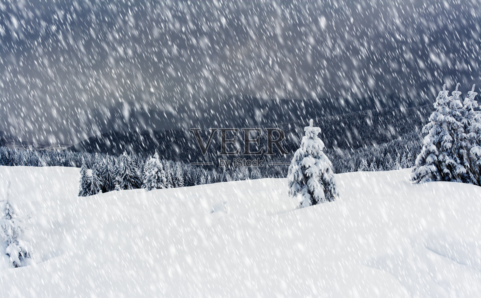 冬天的树照片摄影图片