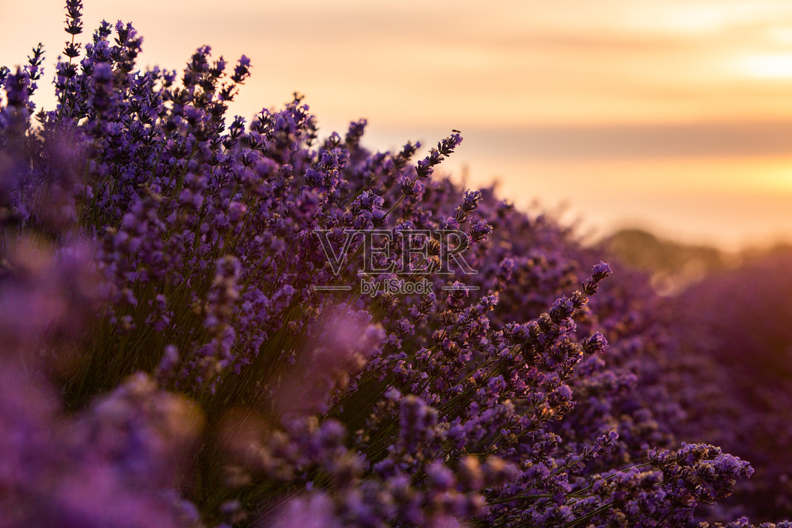 日出时美丽的薰衣草田。紫色的花的背景照片摄影图片
