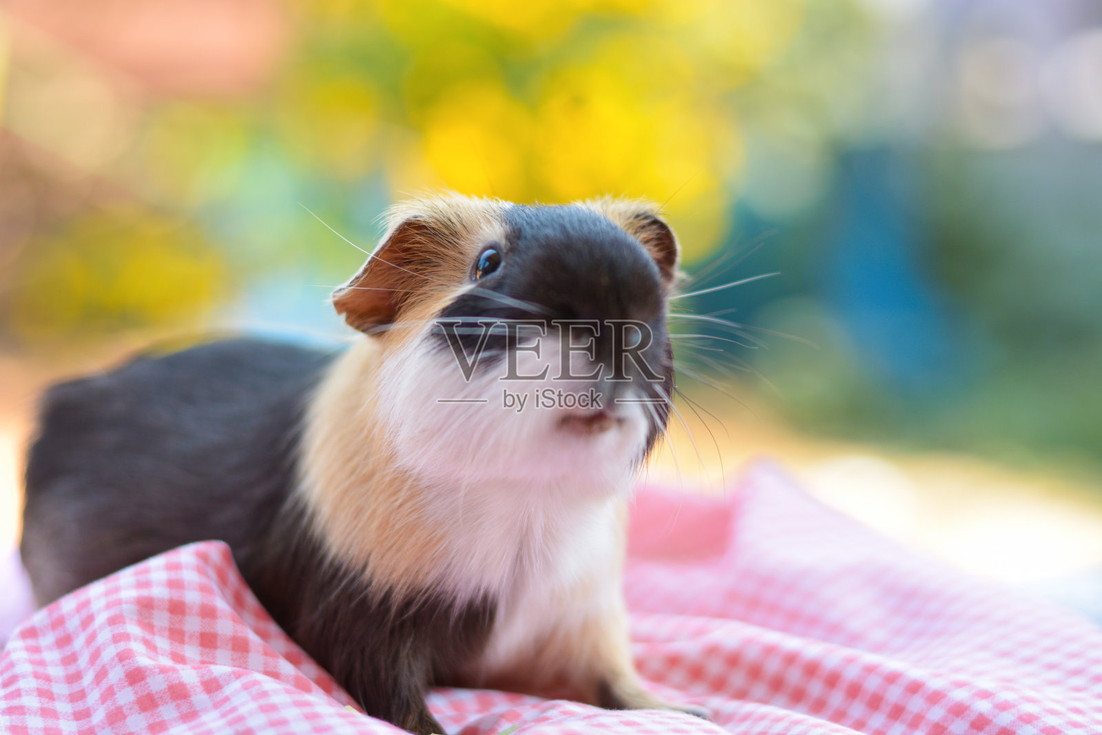 盖茨比老鼠在等你吃东西。照片摄影图片