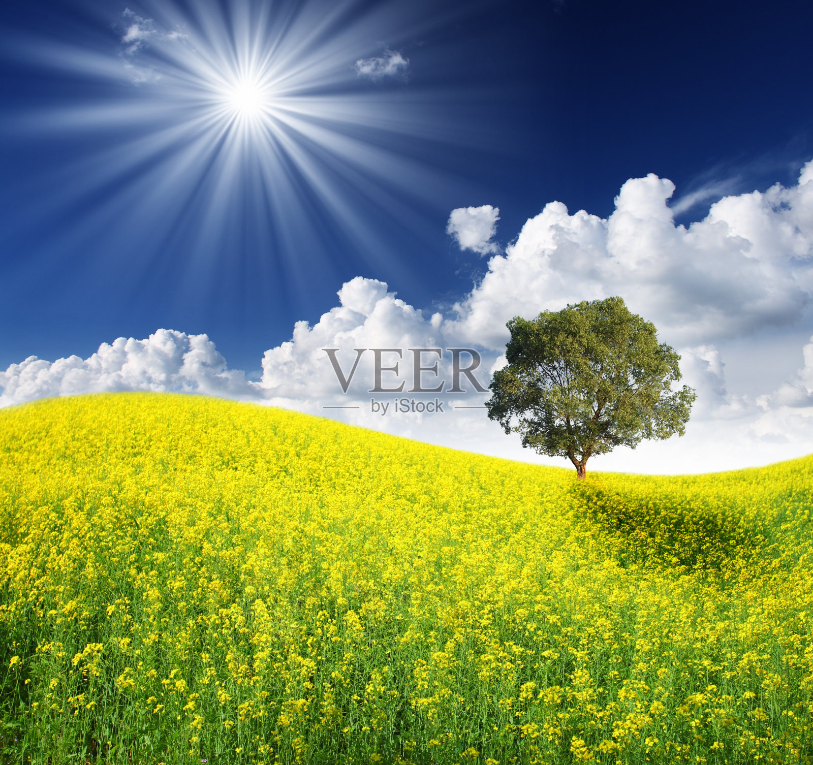 树照片摄影图片