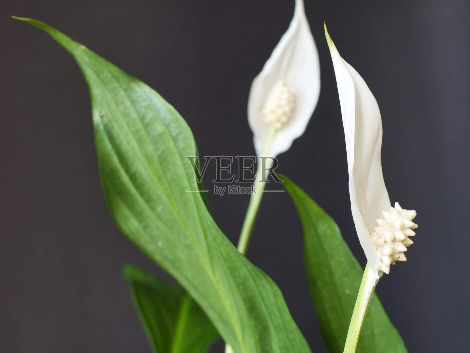 穗轴蕨属植物的白色花和穗轴，带有白色穗轴。花序，以黑色为背景。聚焦前景，模糊效果照片摄影图片